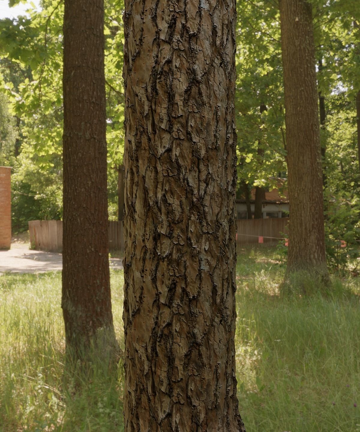 Florida Longleaf Pine Bark Textures Texture_6