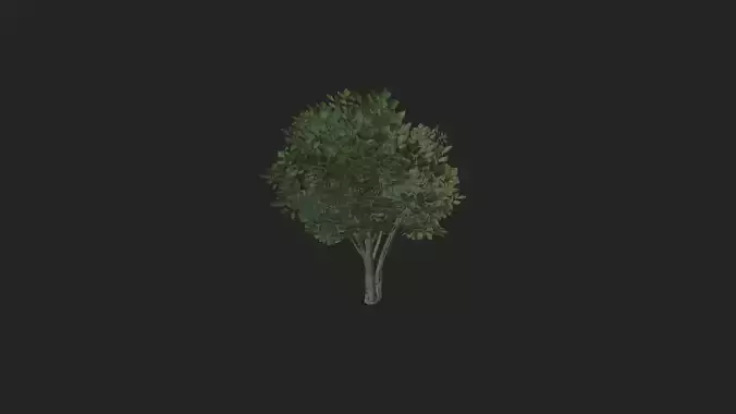 Tree 3D Model 005