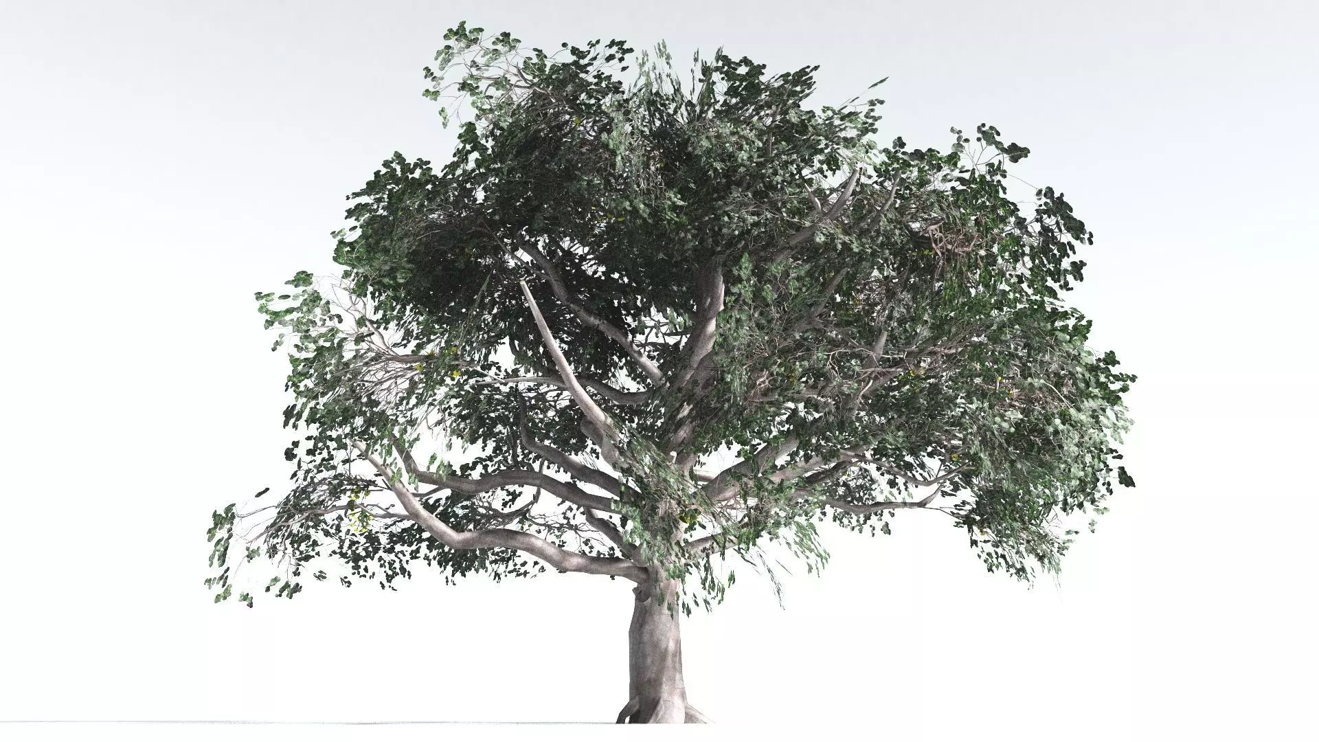 EVERYPlant Portia Tree LowPoly 2 --14 Models-- Low-poly 3D model_0