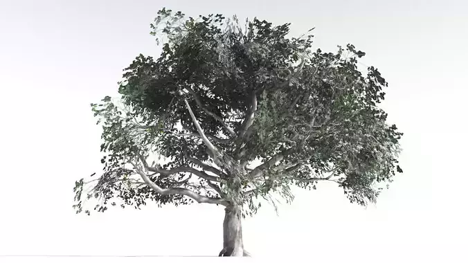 EVERYPlant Portia Tree LowPoly 2 --14 Models-- Low-poly 3D model