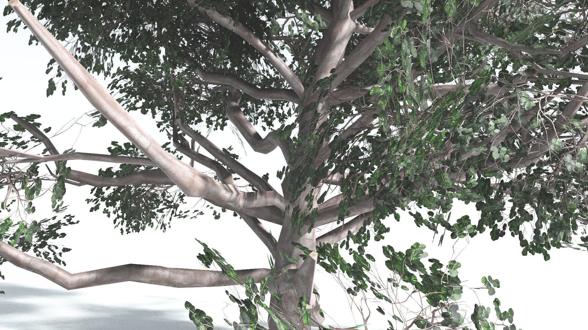EVERYPlant Portia Tree LowPoly 2 --14 Models-- Low-poly 3D model_10