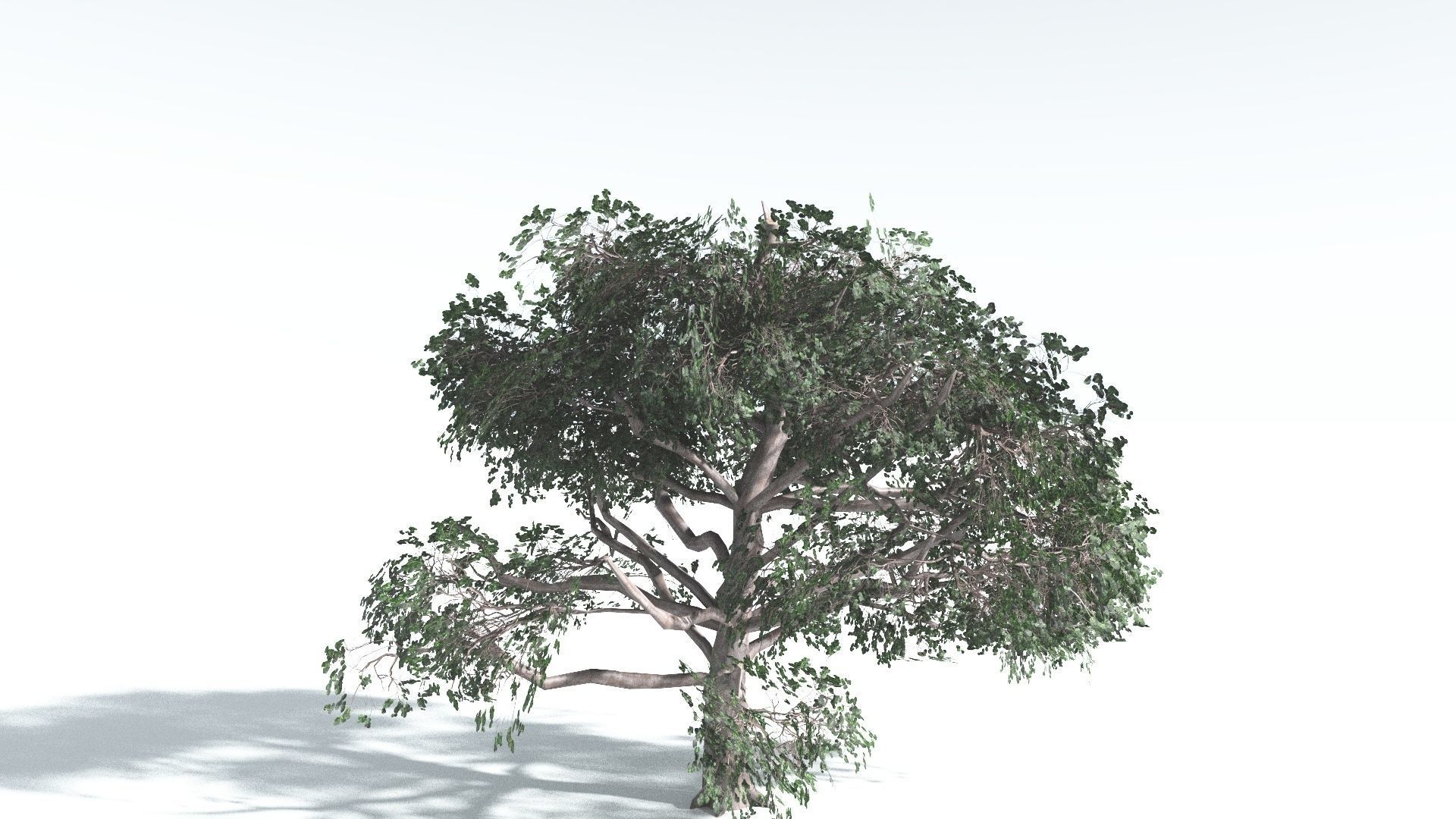 EVERYPlant Portia Tree LowPoly 2 --14 Models-- Low-poly 3D model_9