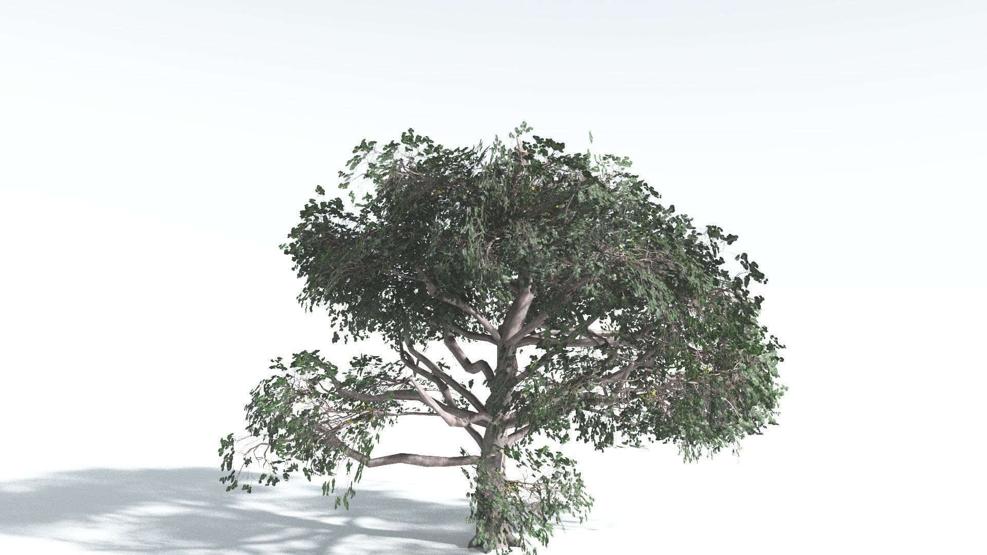 EVERYPlant Portia Tree LowPoly 2 --14 Models-- Low-poly 3D model_11