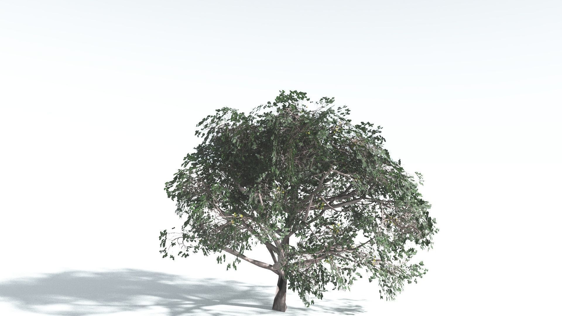 EVERYPlant Portia Tree LowPoly 2 --14 Models-- Low-poly 3D model_23