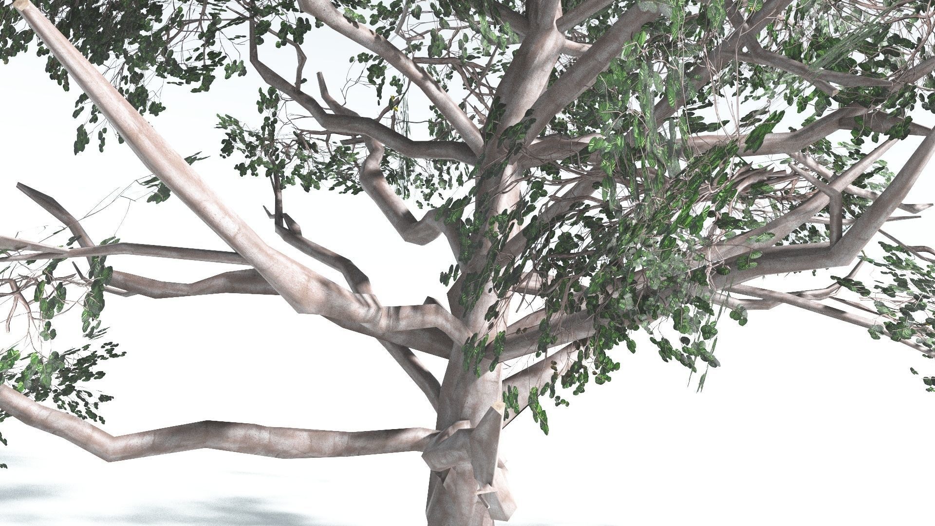 EVERYPlant Portia Tree LowPoly 2 --14 Models-- Low-poly 3D model_14