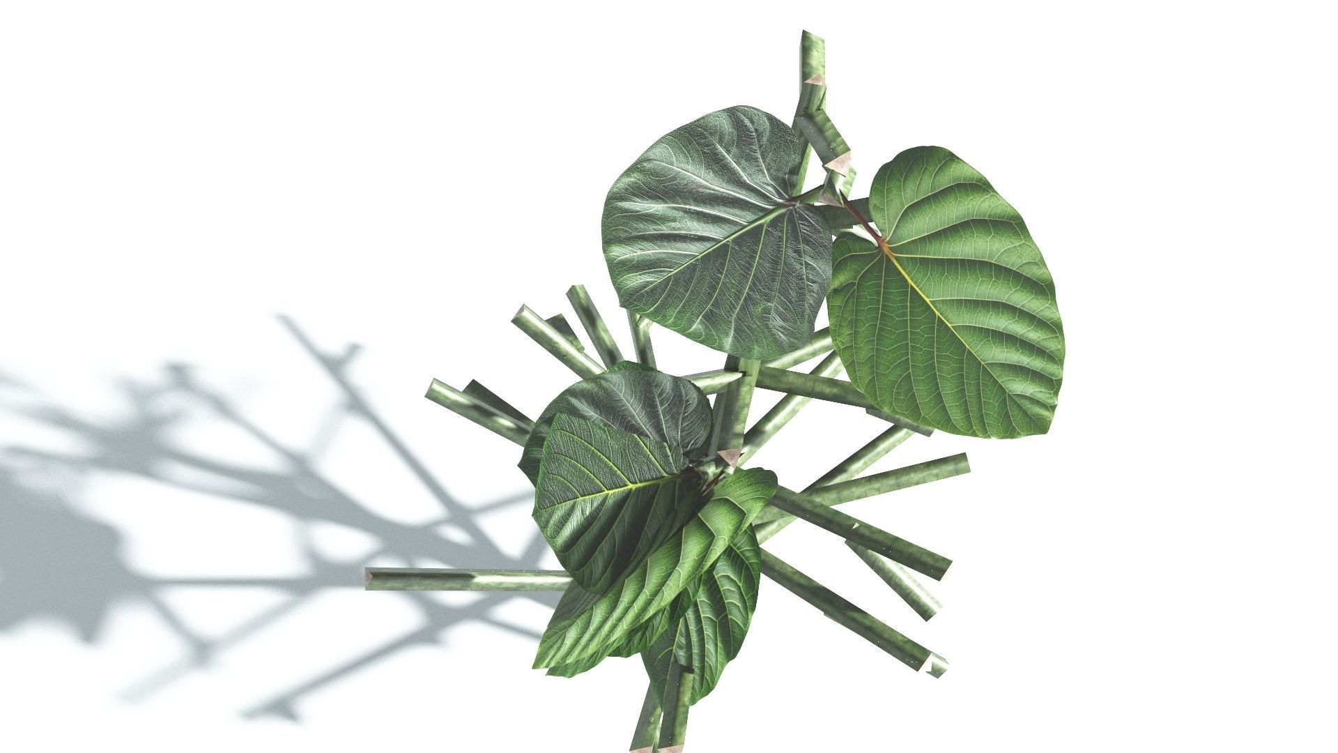 EVERYPlant Portia Tree LowPoly 2 --14 Models-- Low-poly 3D model_28
