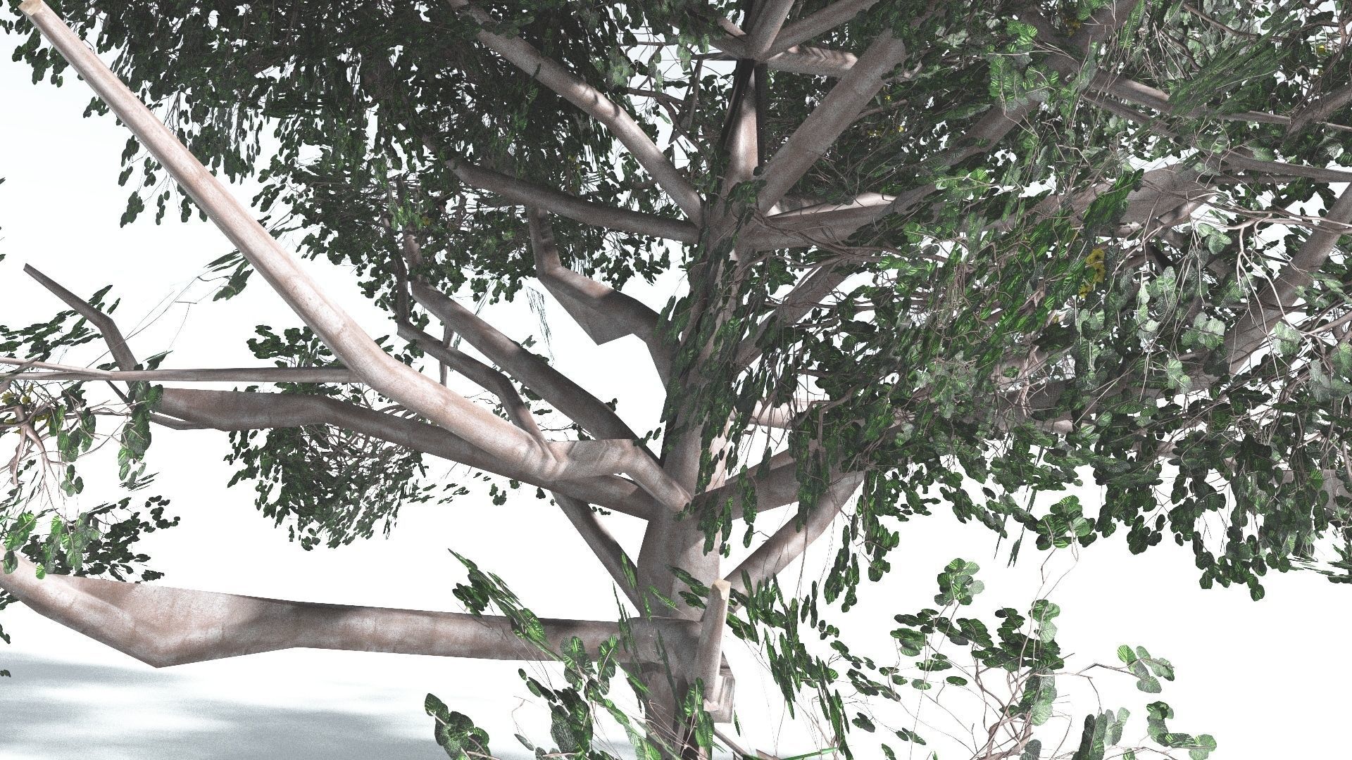 EVERYPlant Portia Tree LowPoly 2 --14 Models-- Low-poly 3D model_30