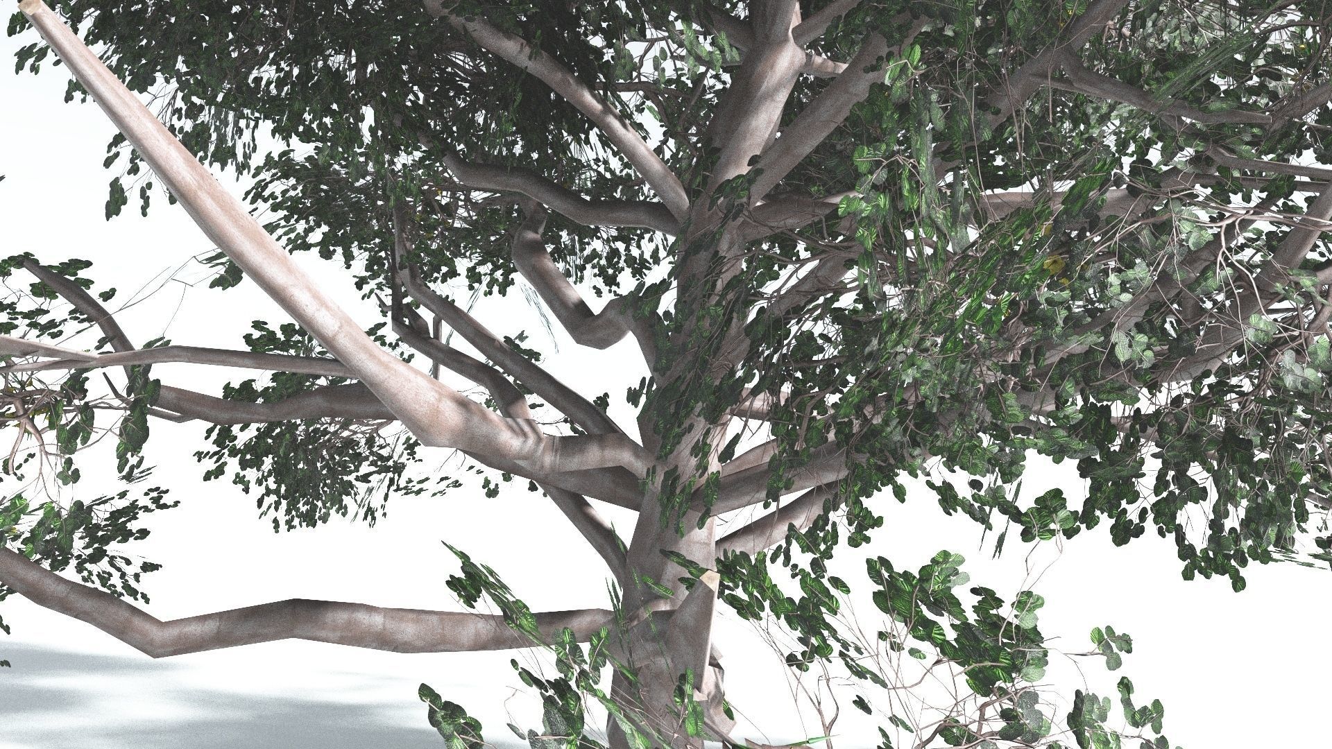 EVERYPlant Portia Tree LowPoly 2 --14 Models-- Low-poly 3D model_12