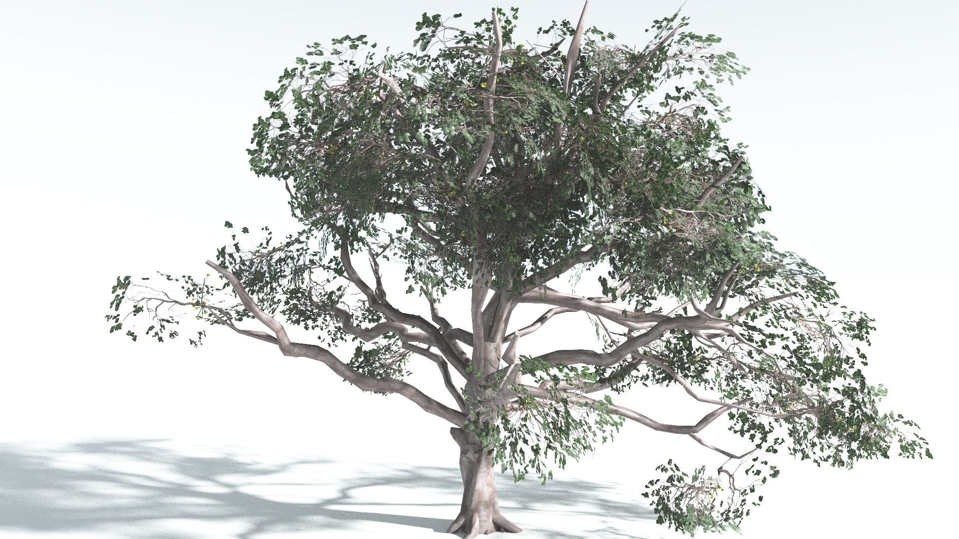 EVERYPlant Portia Tree LowPoly 2 --14 Models-- Low-poly 3D model_21