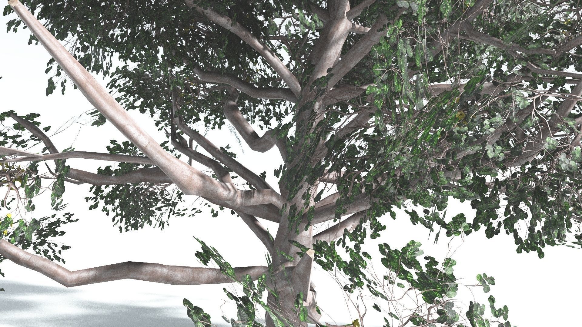 EVERYPlant Portia Tree LowPoly 2 --14 Models-- Low-poly 3D model_8