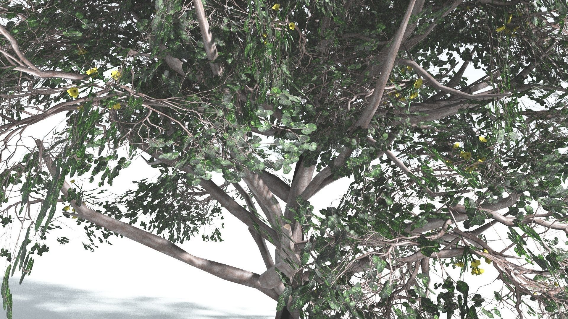 EVERYPlant Portia Tree LowPoly 2 --14 Models-- Low-poly 3D model_24