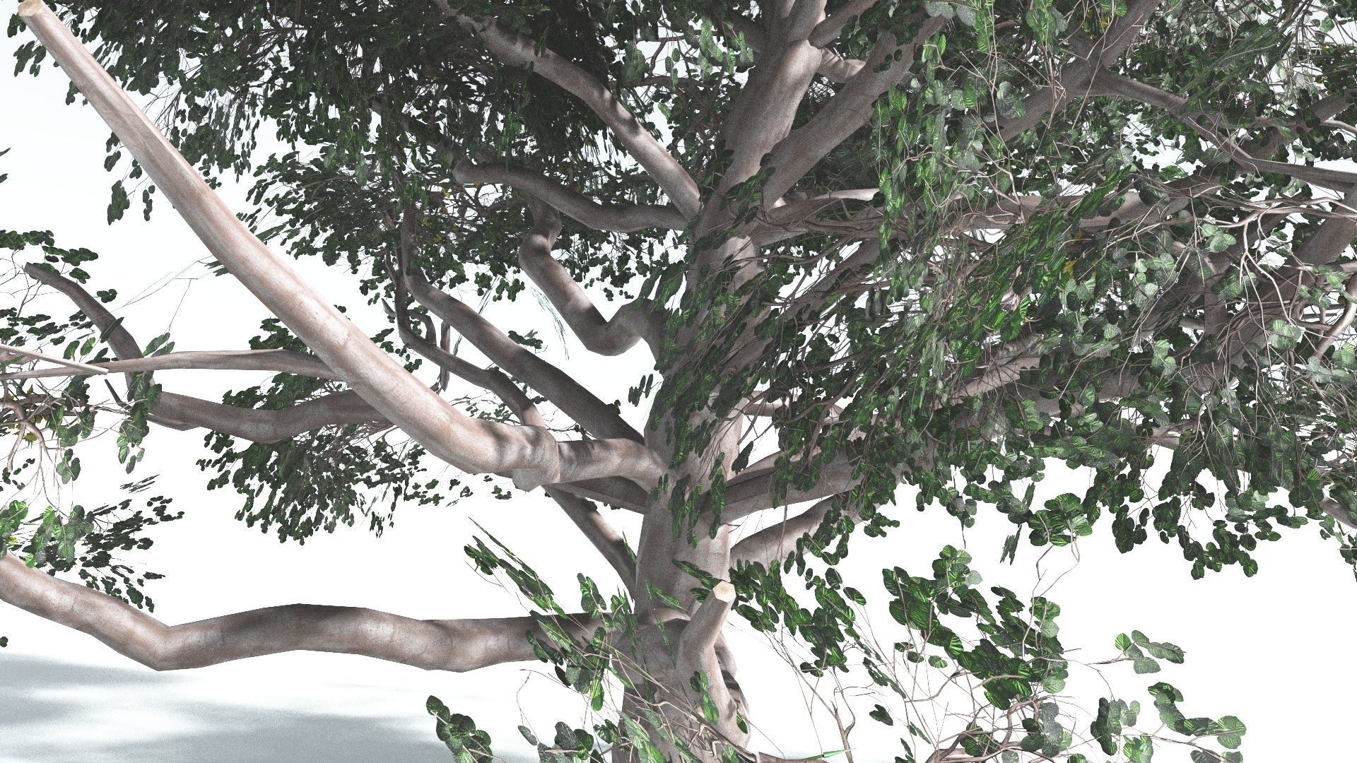 EVERYPlant Portia Tree LowPoly 2 --14 Models-- Low-poly 3D model_32