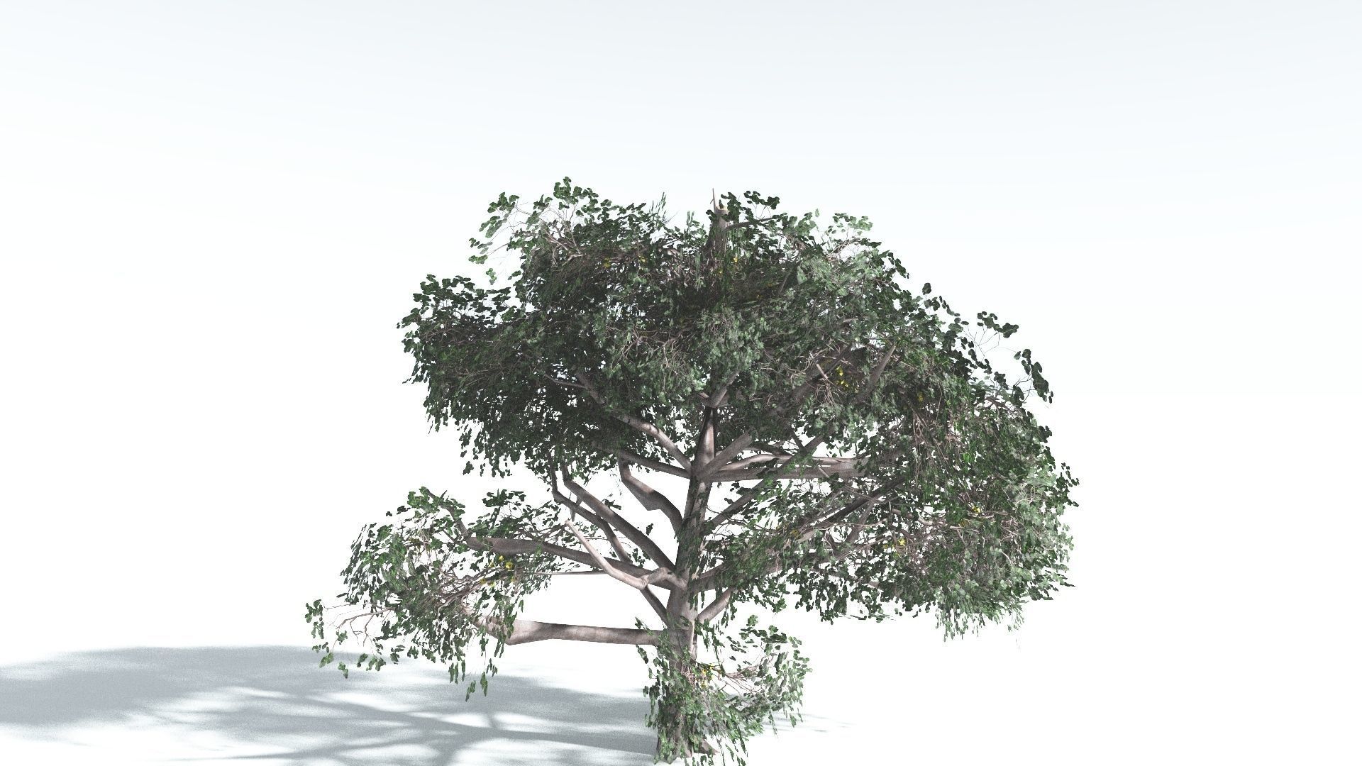 EVERYPlant Portia Tree LowPoly 2 --14 Models-- Low-poly 3D model_29