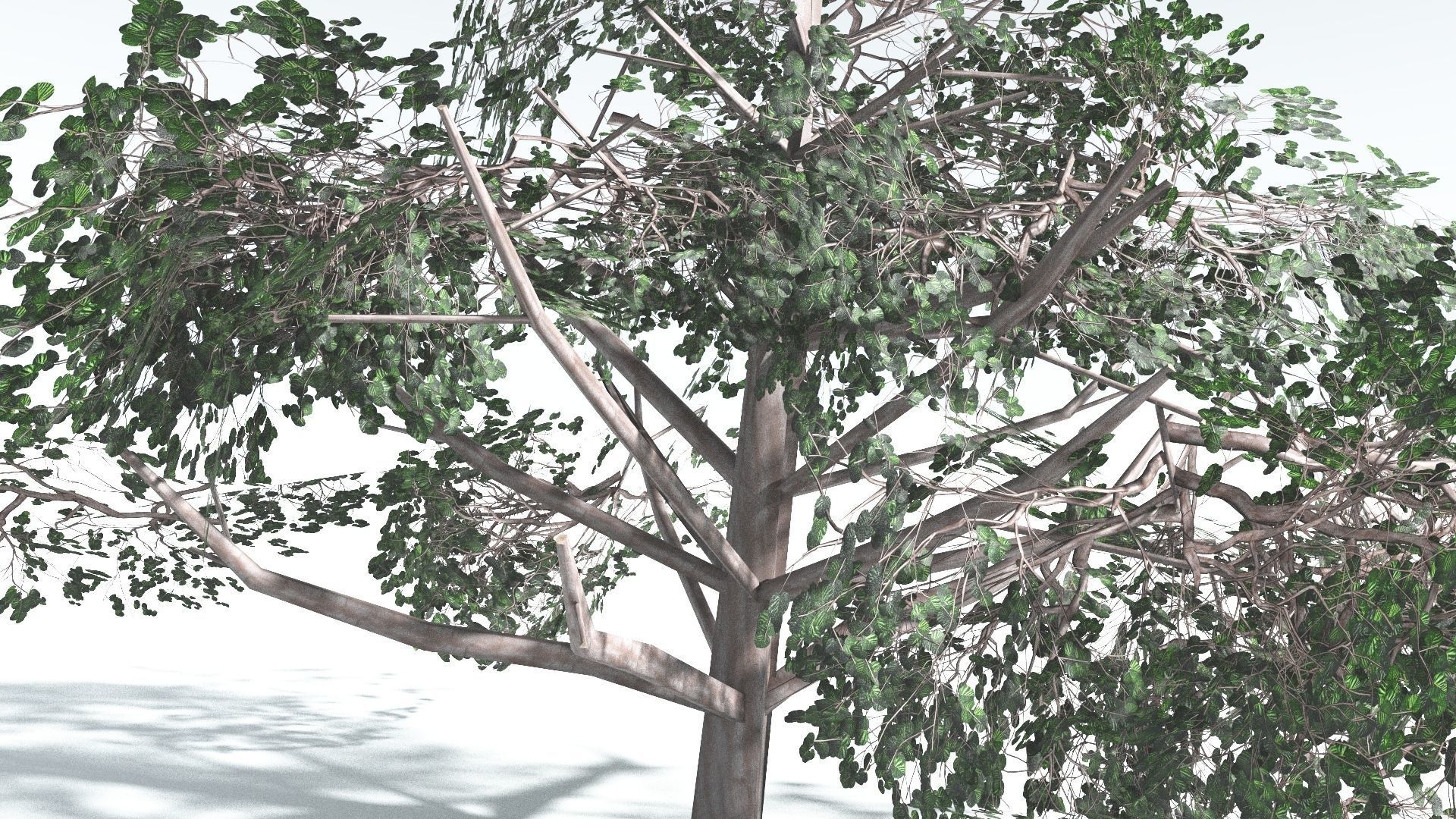 EVERYPlant Portia Tree LowPoly 2 --14 Models-- Low-poly 3D model_26