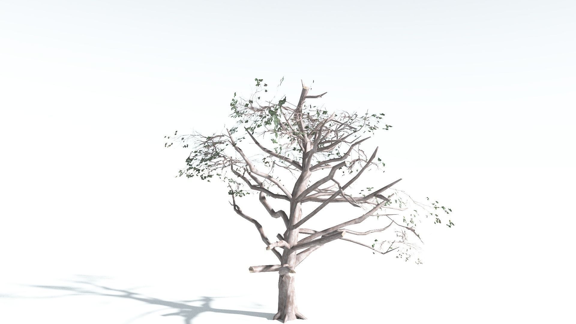 EVERYPlant Portia Tree LowPoly 2 --14 Models-- Low-poly 3D model_15