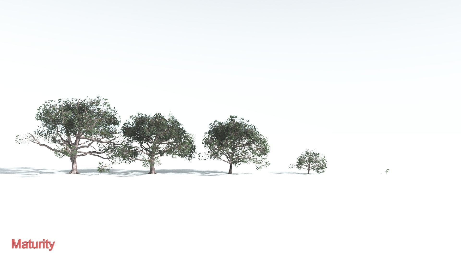 EVERYPlant Portia Tree LowPoly 2 --14 Models-- Low-poly 3D model_3