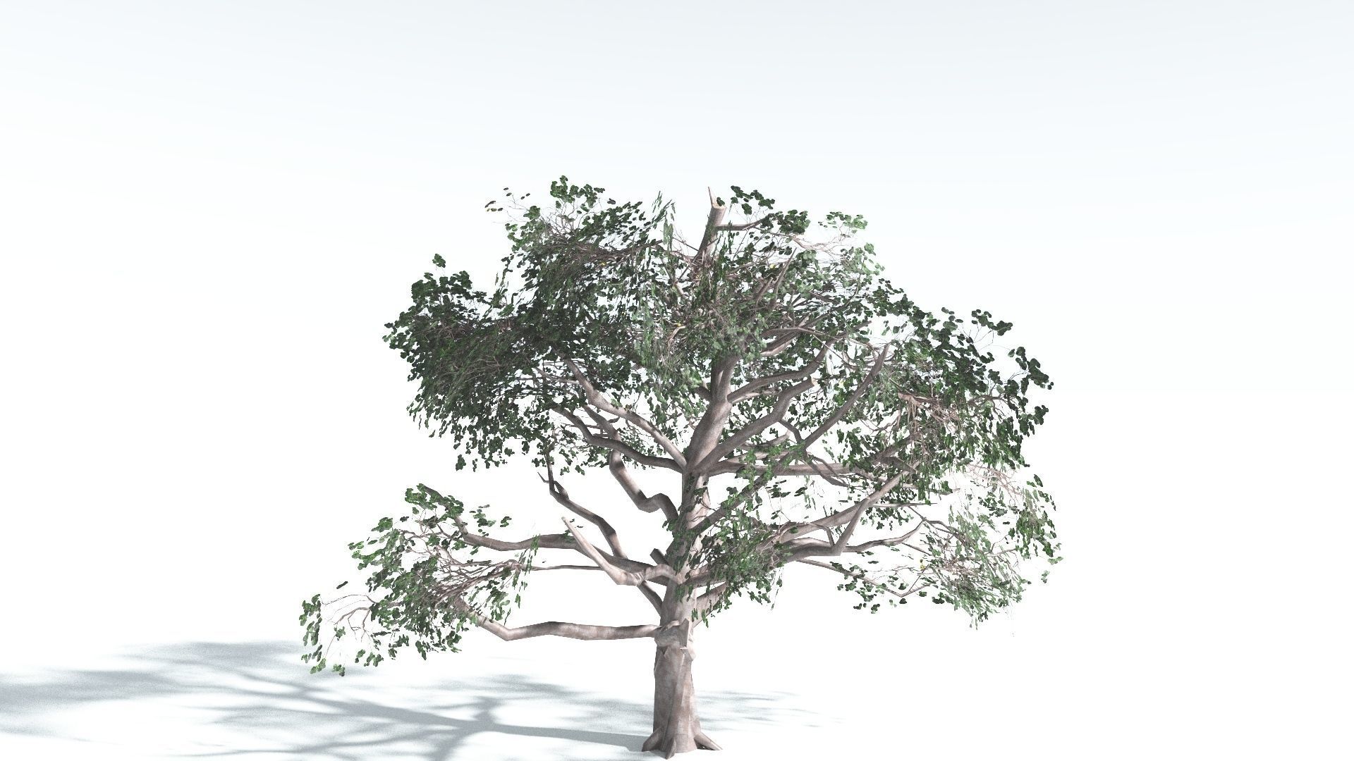 EVERYPlant Portia Tree LowPoly 2 --14 Models-- Low-poly 3D model_13