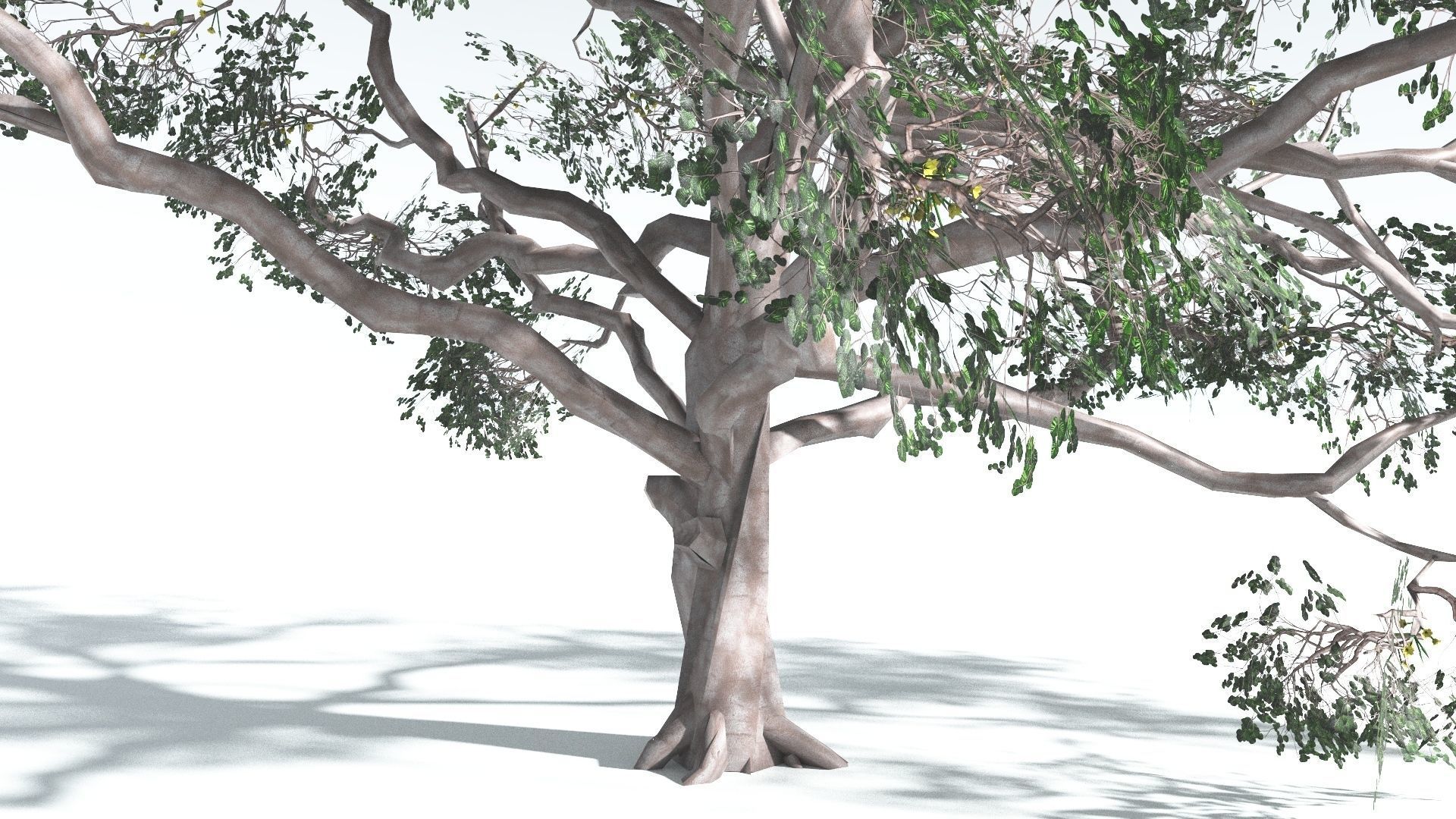 EVERYPlant Portia Tree LowPoly 2 --14 Models-- Low-poly 3D model_22