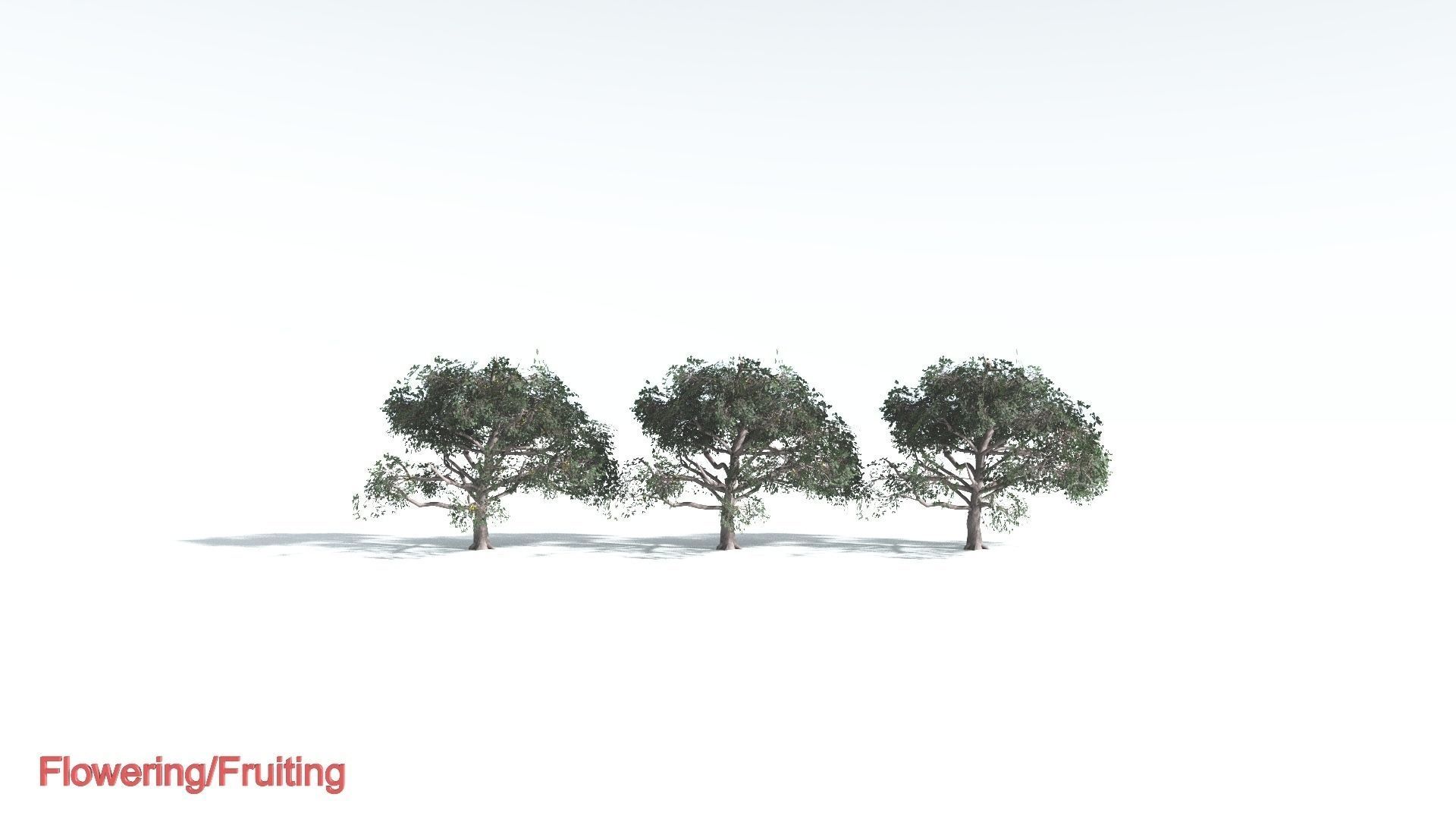 EVERYPlant Portia Tree LowPoly 2 --14 Models-- Low-poly 3D model_1