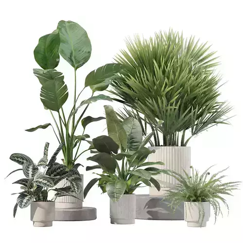 Plants collection 207 - fern strelitzia maranta philodendron 3D model
