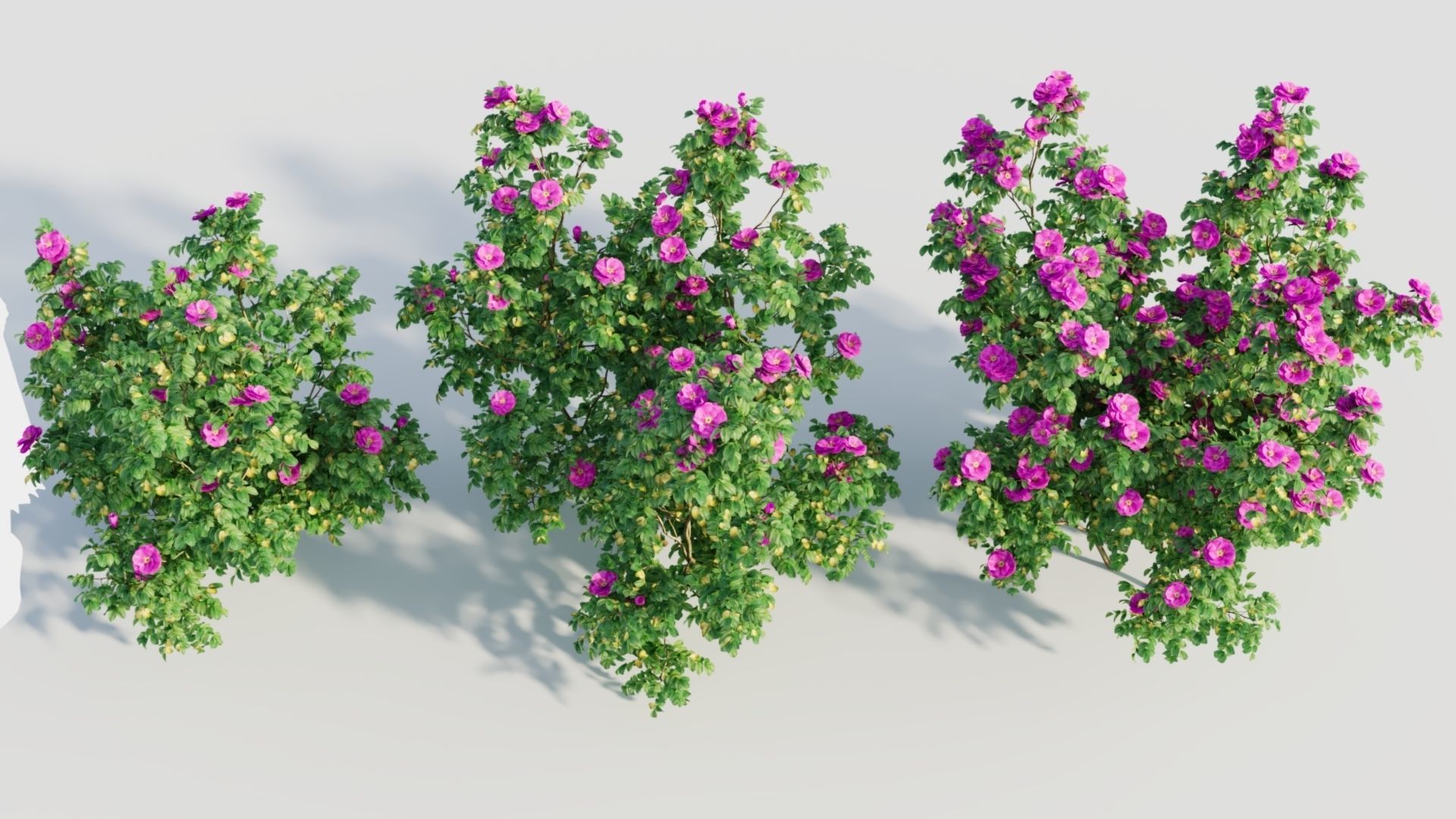 Rosa rugosa c 3D model_4