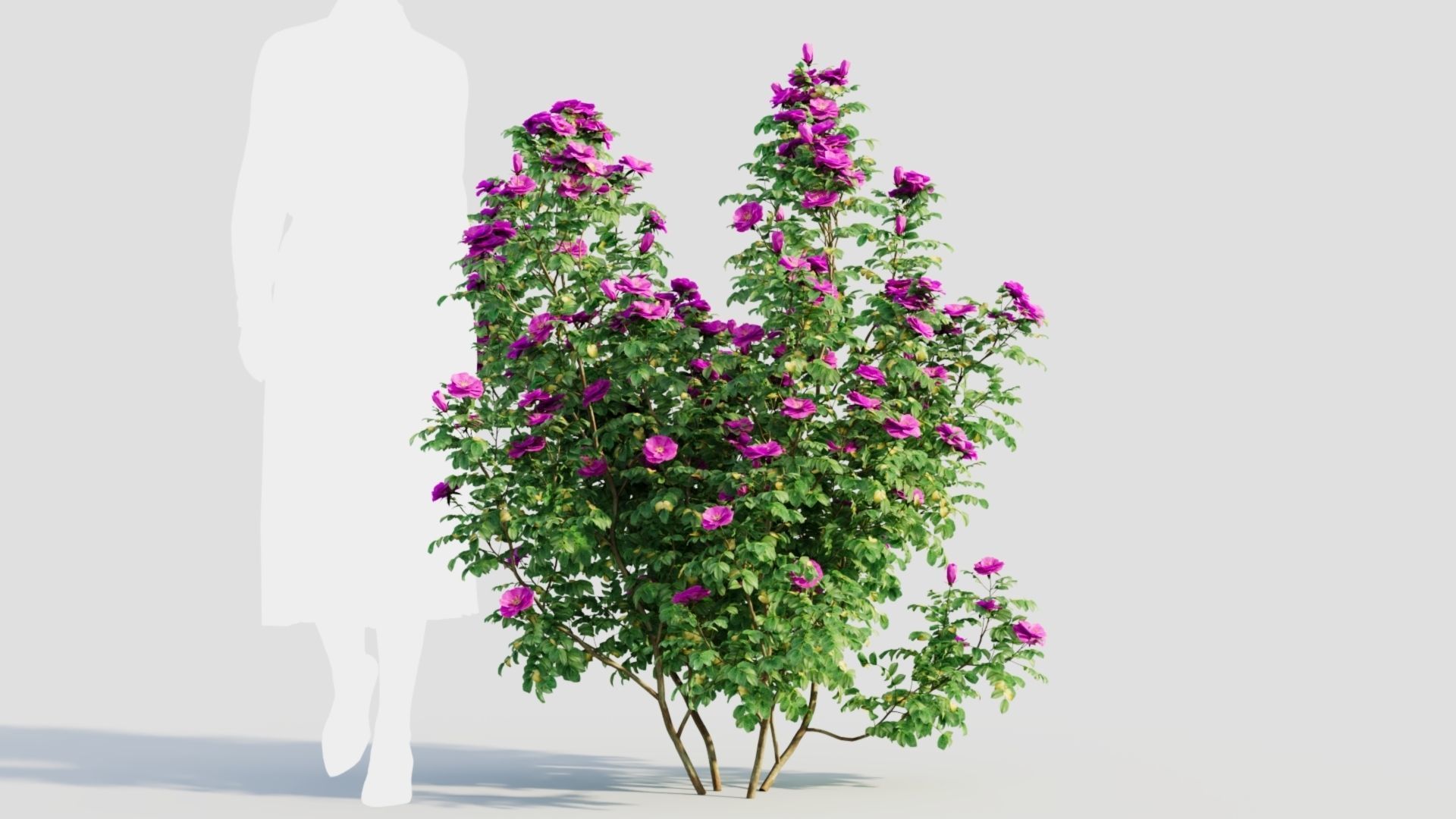 Rosa rugosa c 3D model_9
