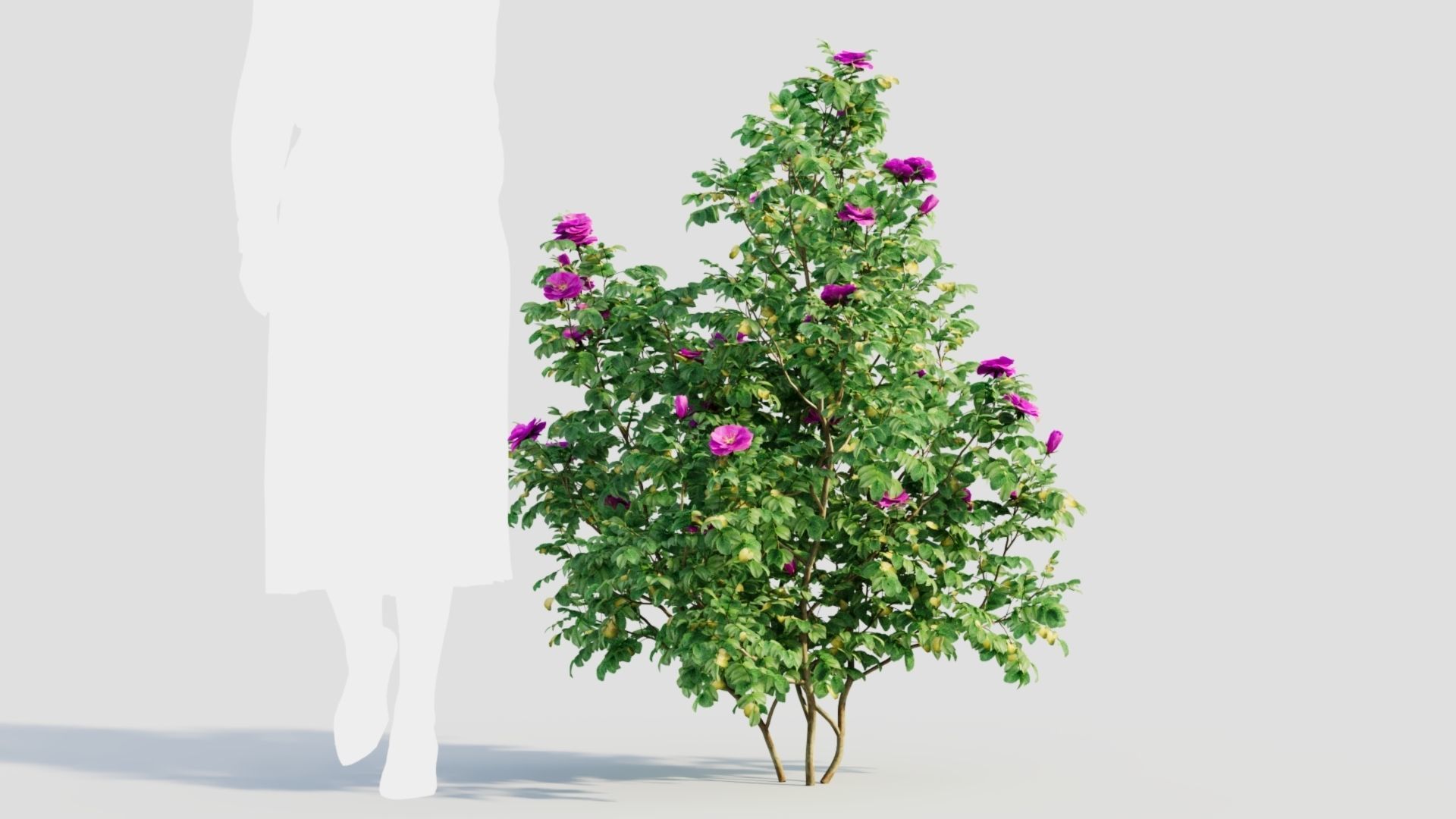 Rosa rugosa c 3D model_7