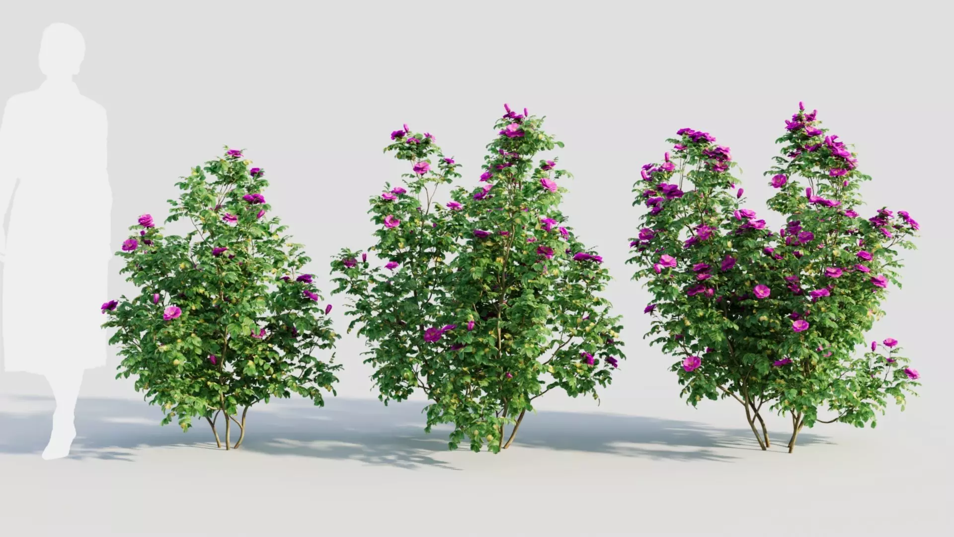 Rosa rugosa c 3D model_0