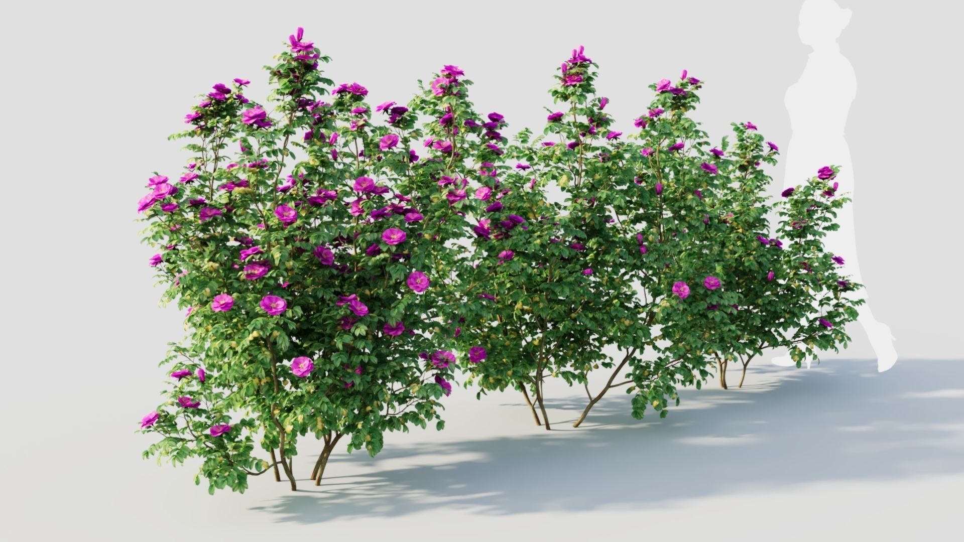 Rosa rugosa c 3D model_6