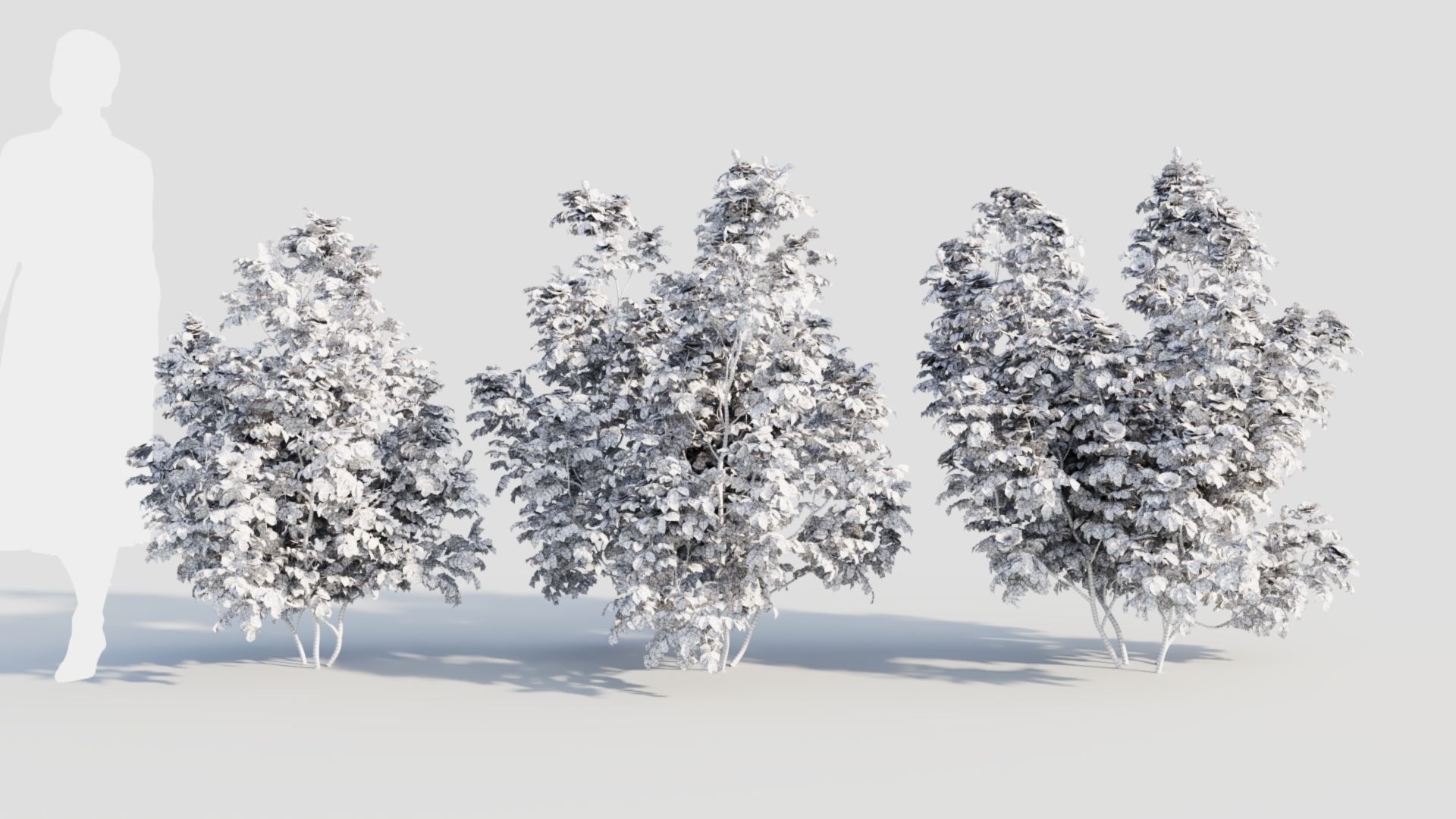 Rosa rugosa c 3D model_10