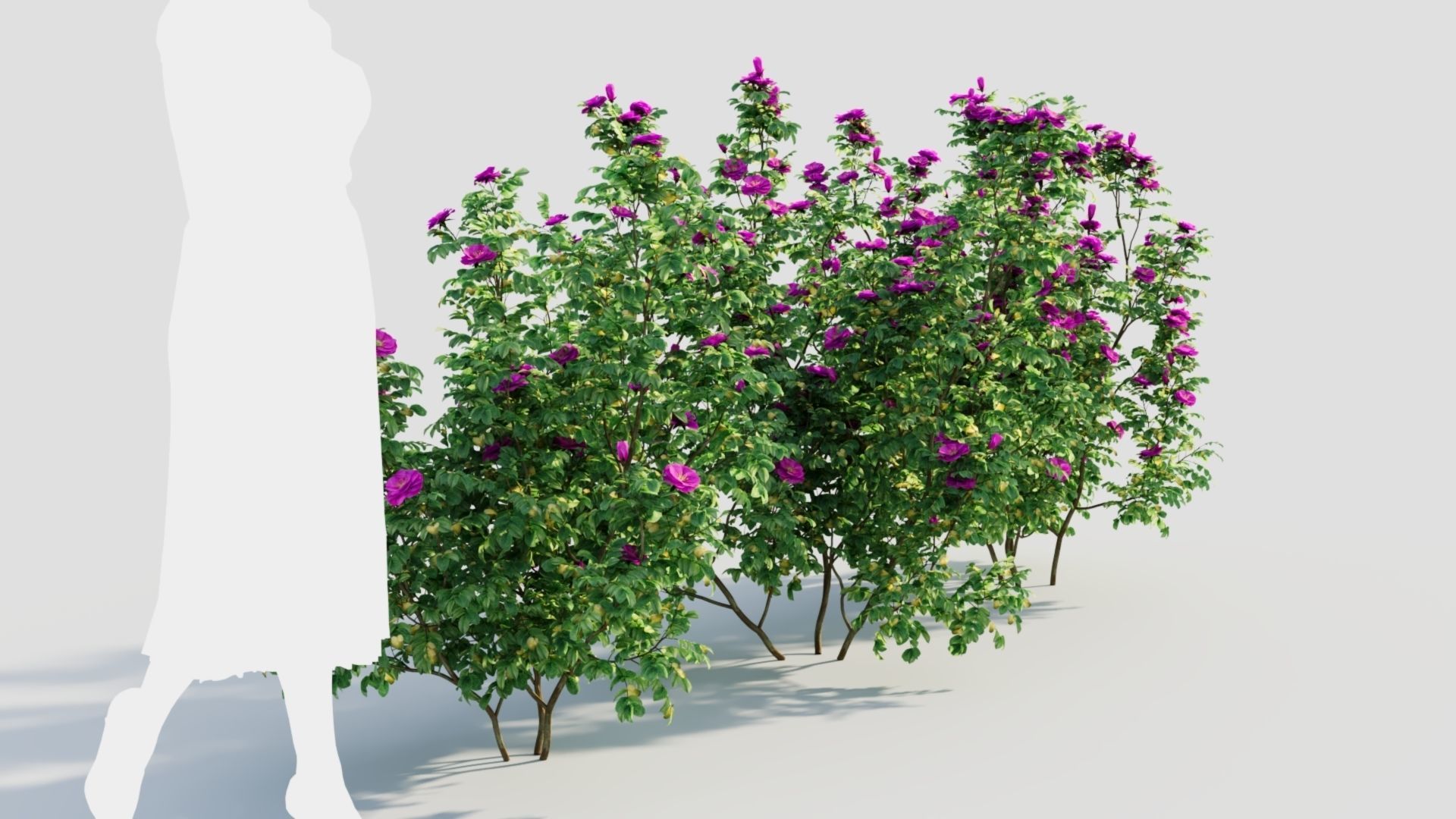Rosa rugosa c 3D model_5