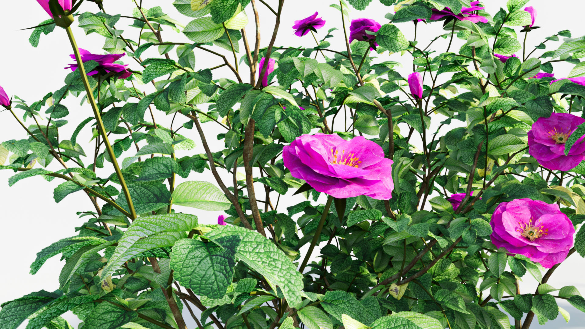 Rosa rugosa c 3D model_2