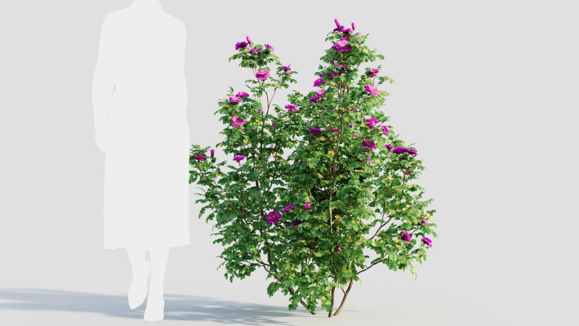 Rosa rugosa c 3D model_8