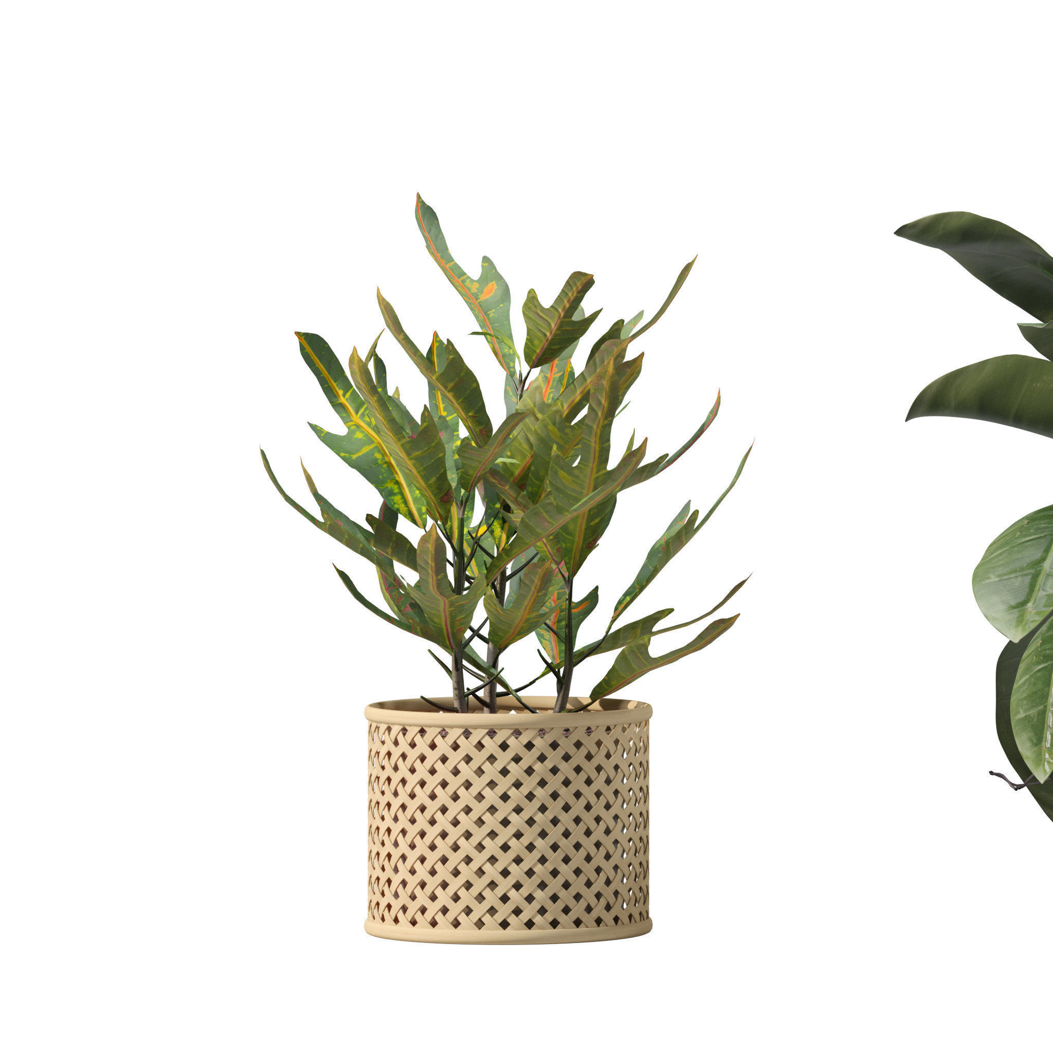 Plants collection 209 - monstera lyrata ficus strelitzia 3D model_13