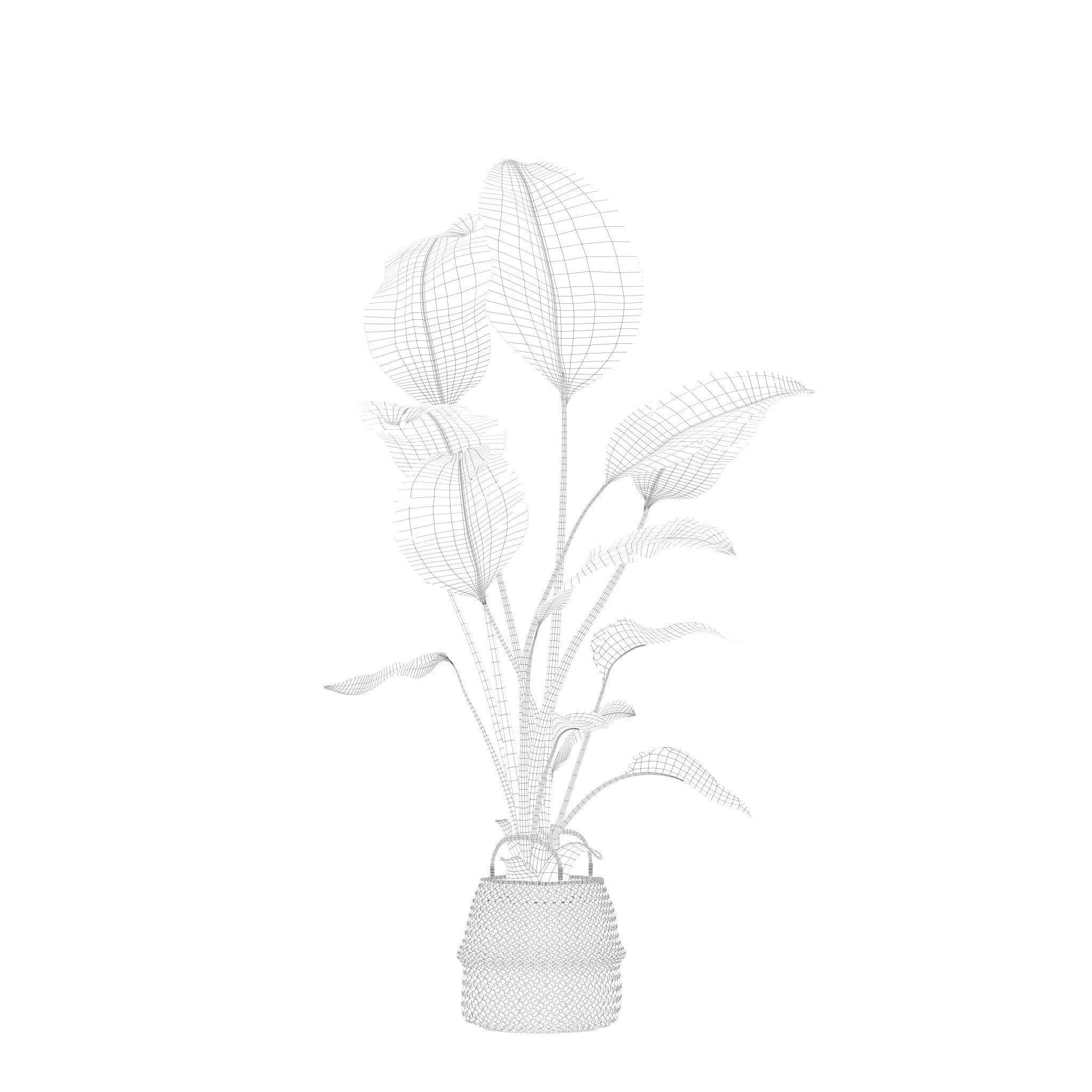 Plants collection 209 - monstera lyrata ficus strelitzia 3D model_25