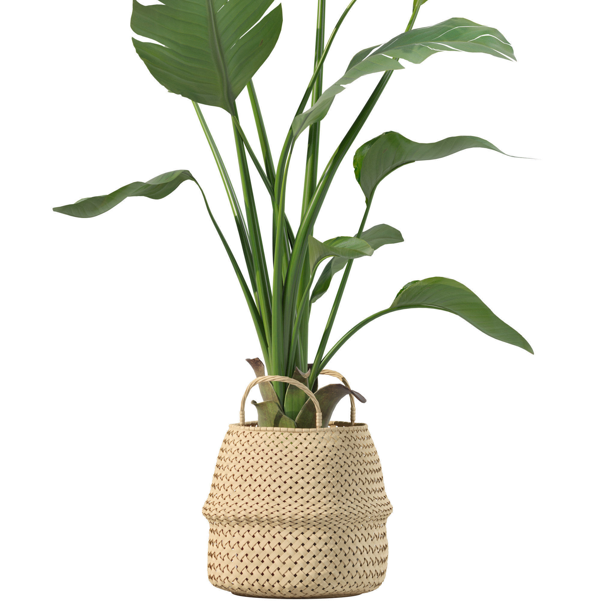 Plants collection 209 - monstera lyrata ficus strelitzia 3D model_9