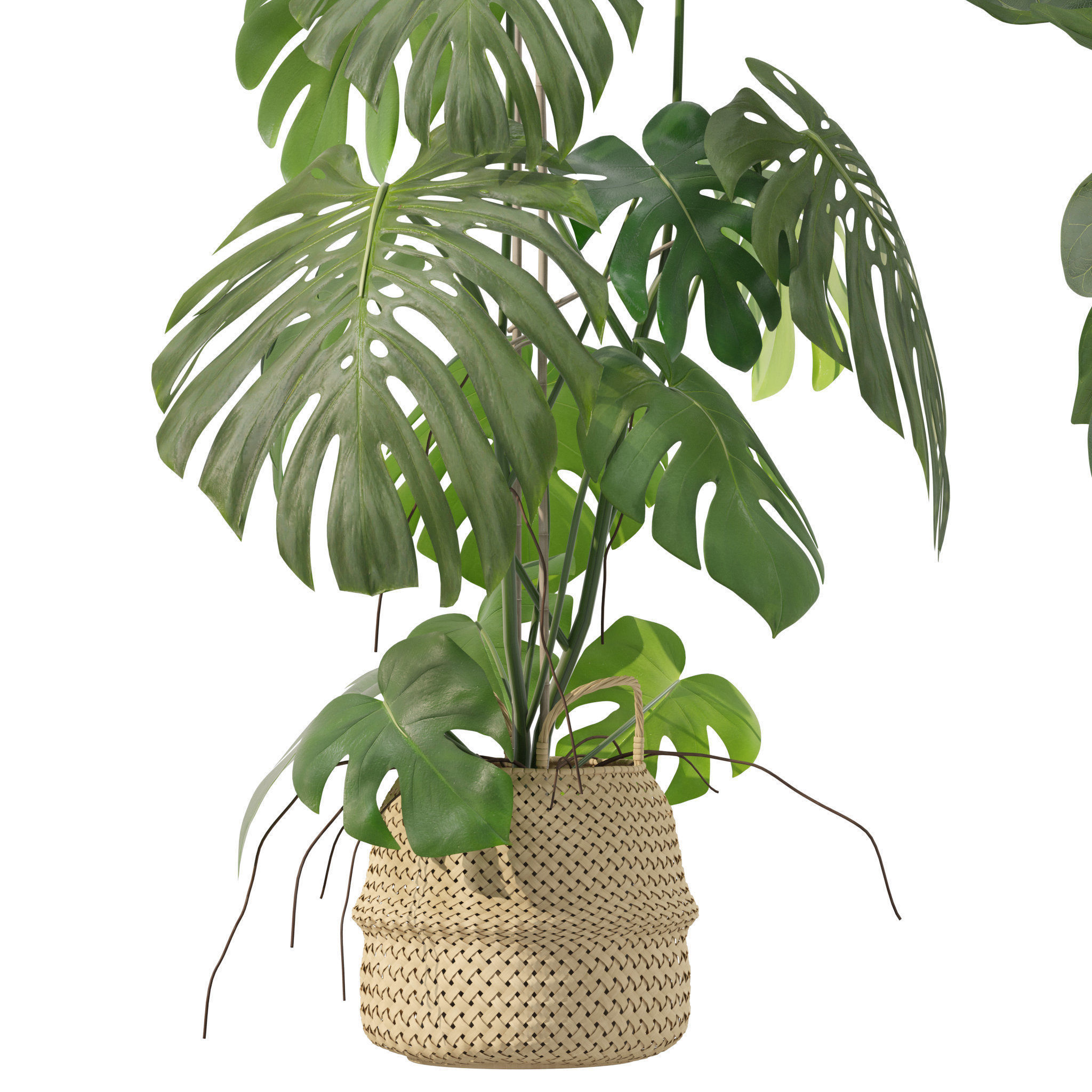 Plants collection 209 - monstera lyrata ficus strelitzia 3D model_15