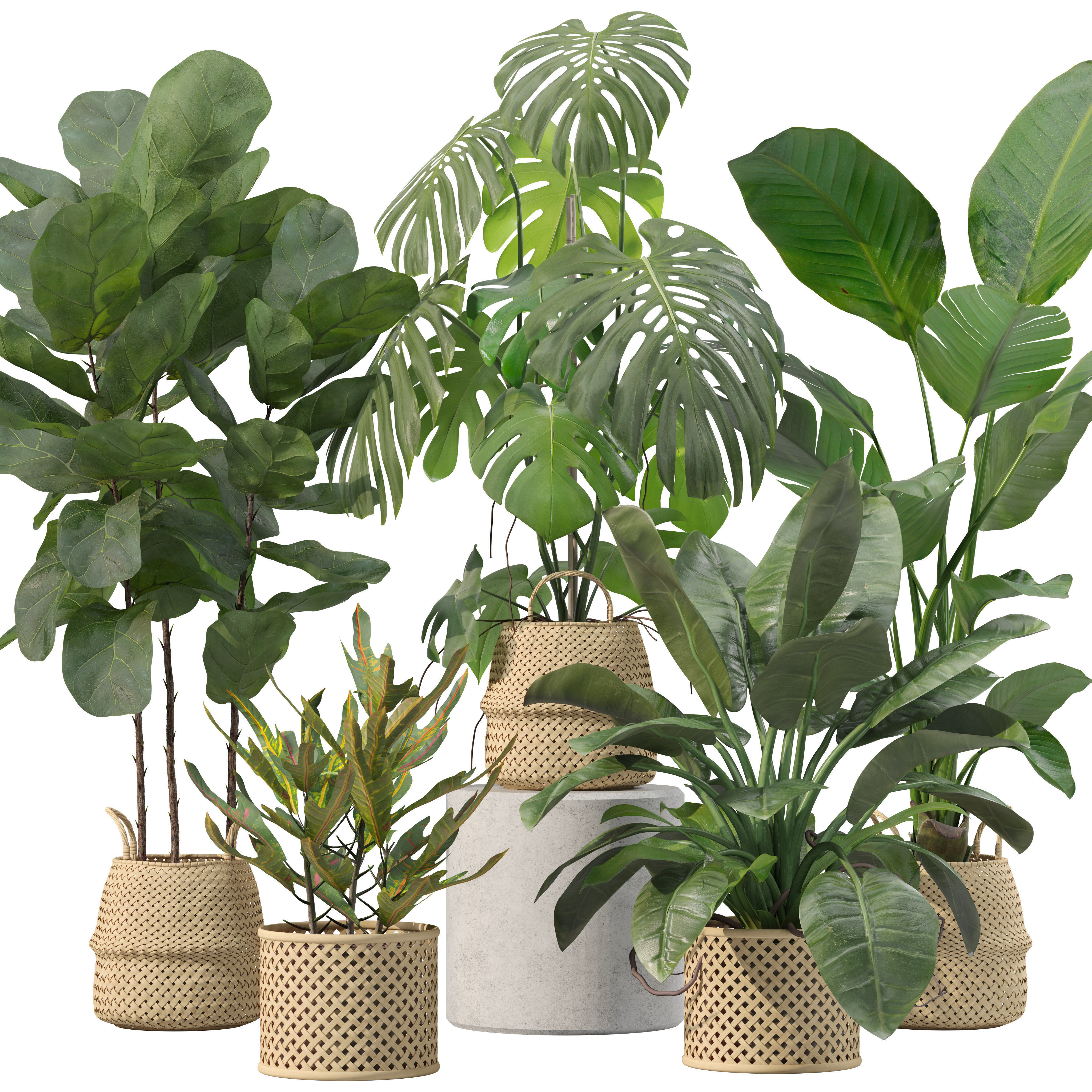 Plants collection 209 - monstera lyrata ficus strelitzia 3D model_5