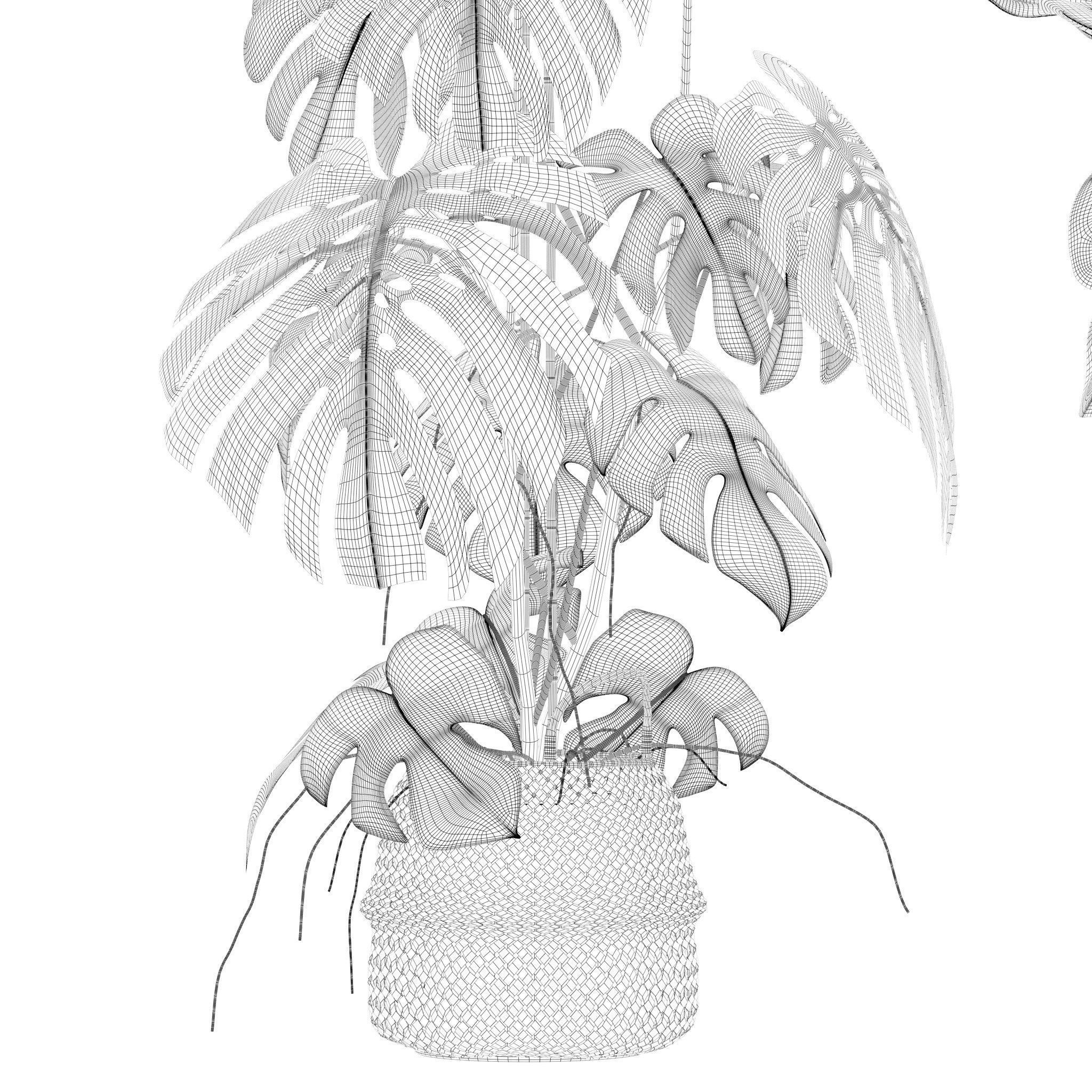 Plants collection 209 - monstera lyrata ficus strelitzia 3D model_20