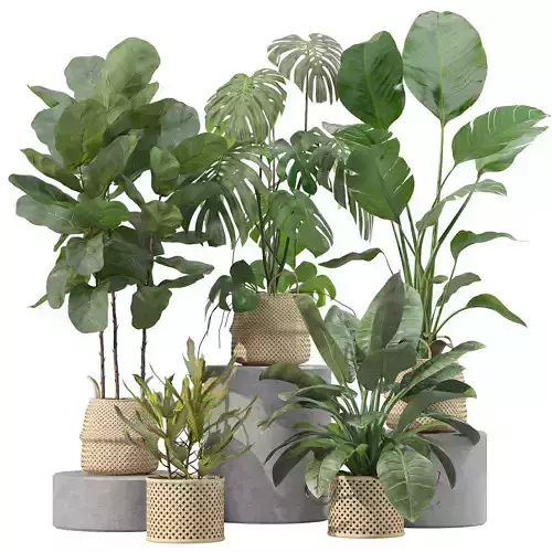 Plants collection 209 - monstera lyrata ficus strelitzia 3D model
