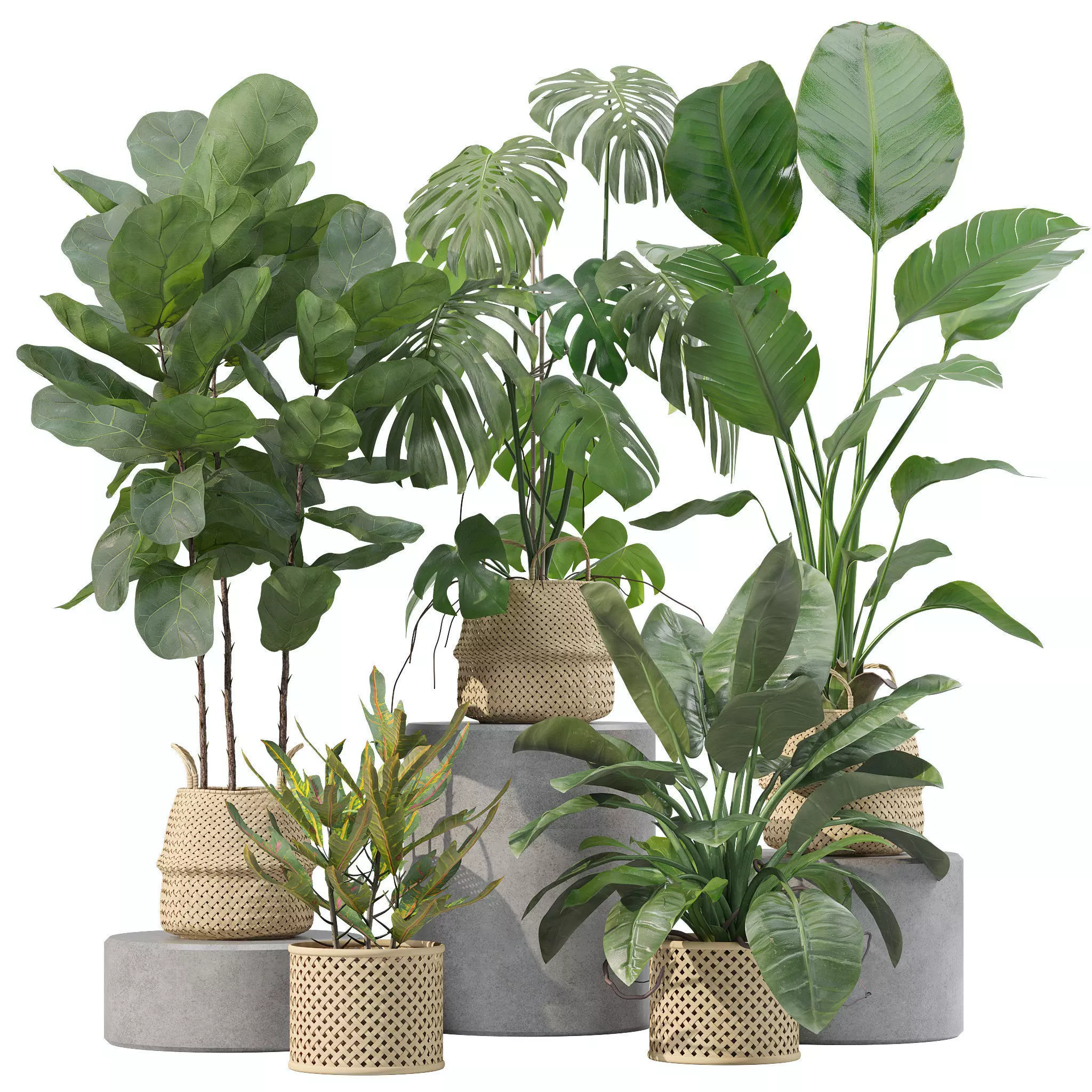 Plants collection 209 - monstera lyrata ficus strelitzia 3D model_0