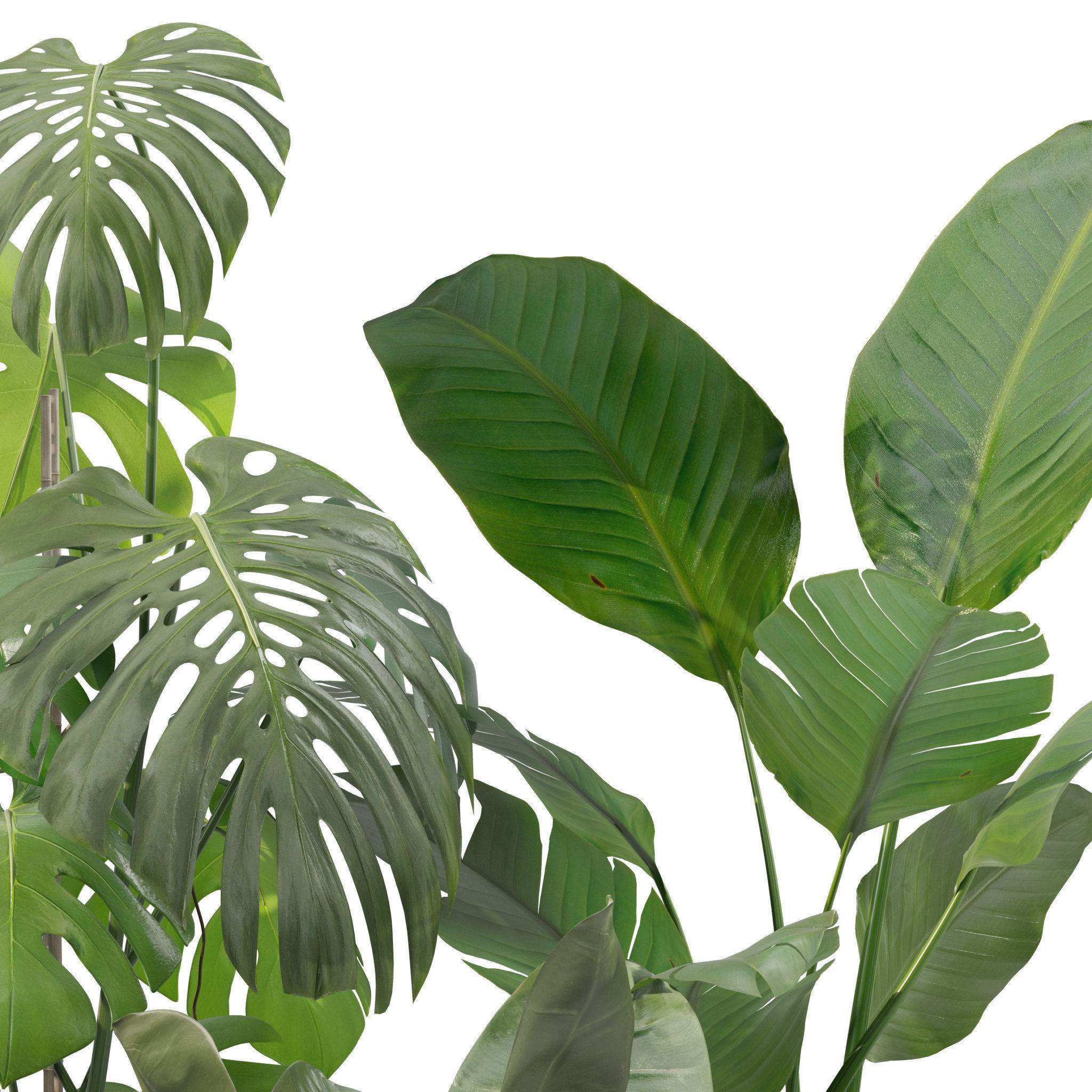 Plants collection 209 - monstera lyrata ficus strelitzia 3D model_12