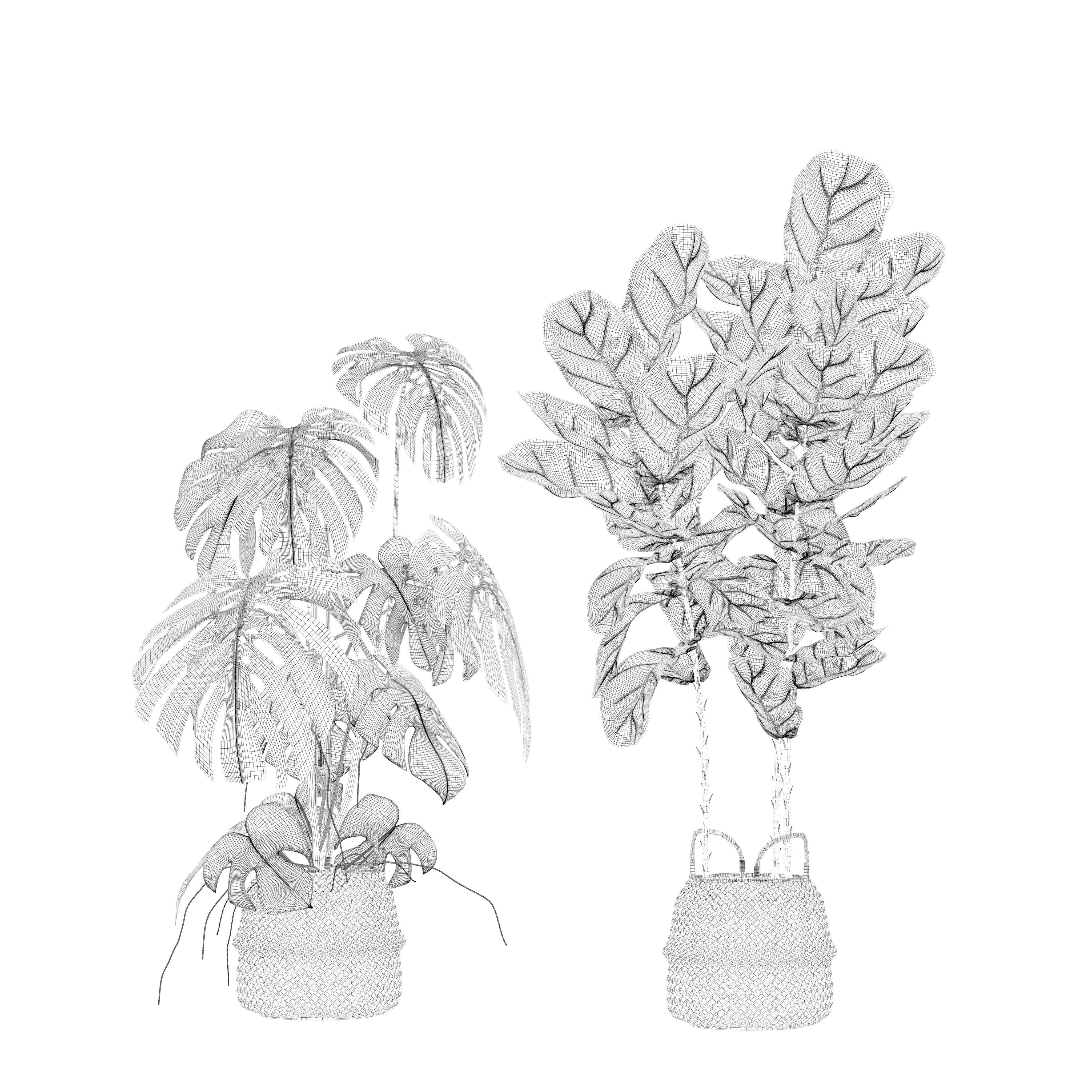 Plants collection 209 - monstera lyrata ficus strelitzia 3D model_19