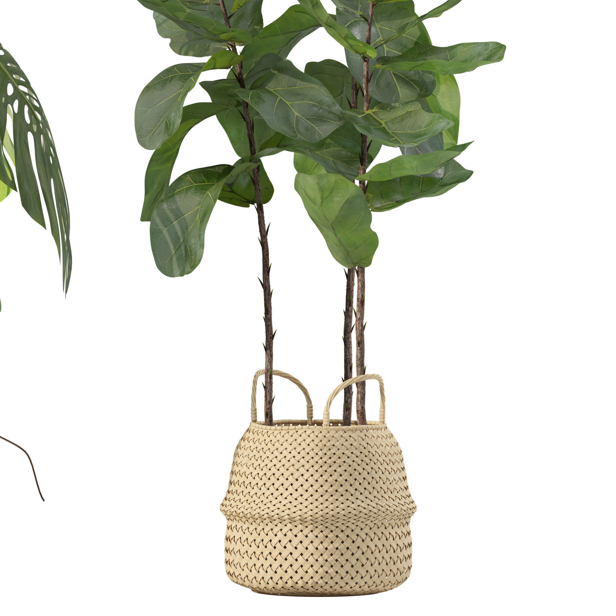 Plants collection 209 - monstera lyrata ficus strelitzia 3D model_16