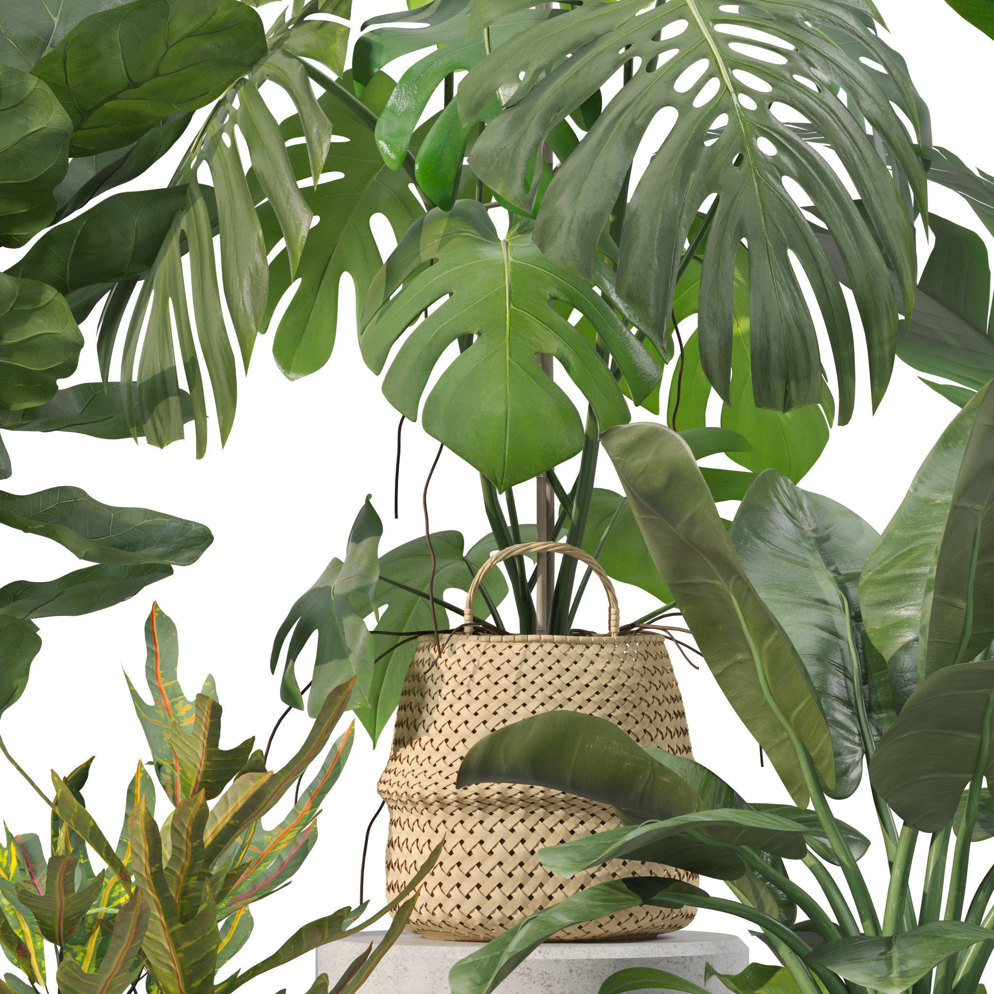 Plants collection 209 - monstera lyrata ficus strelitzia 3D model_6
