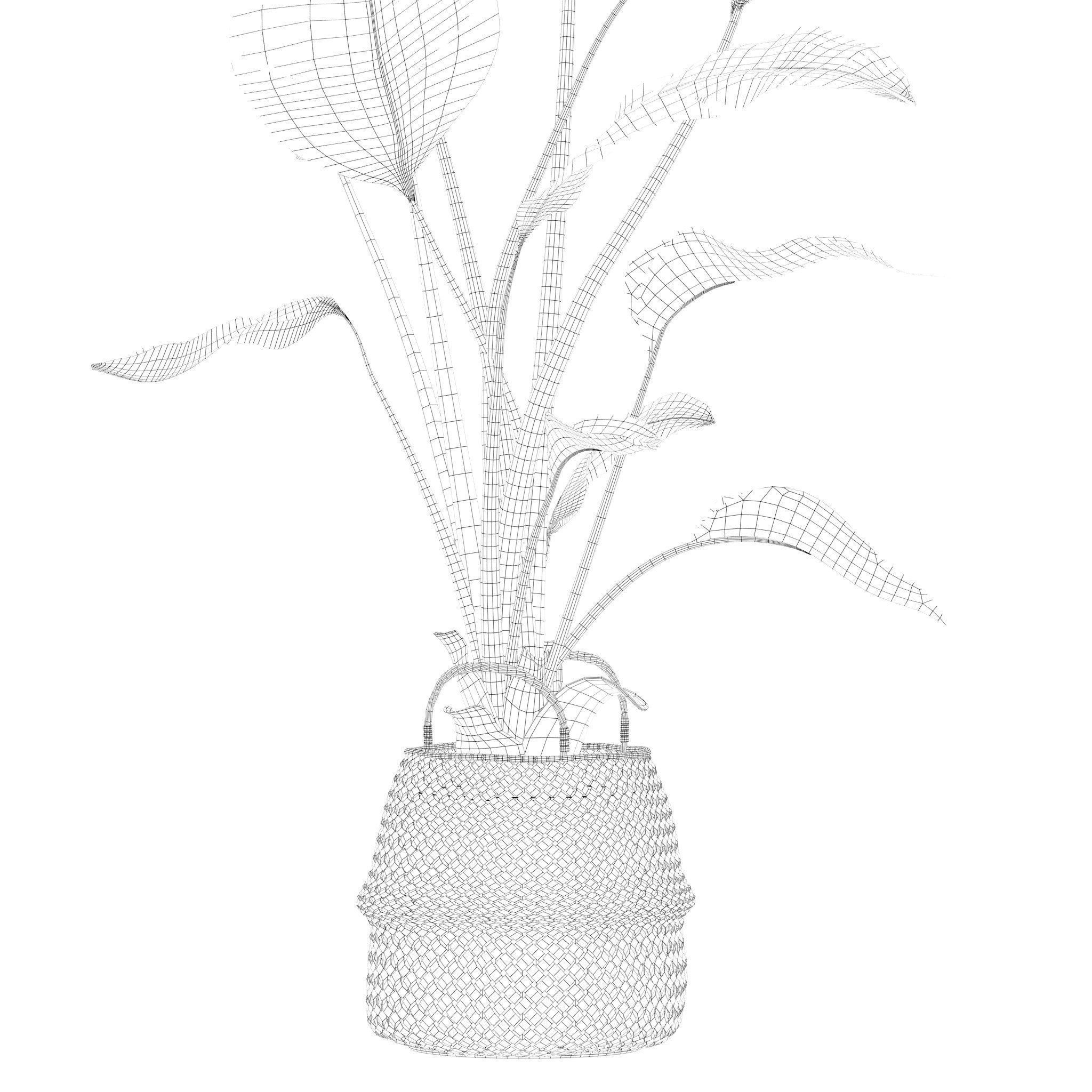 Plants collection 209 - monstera lyrata ficus strelitzia 3D model_22