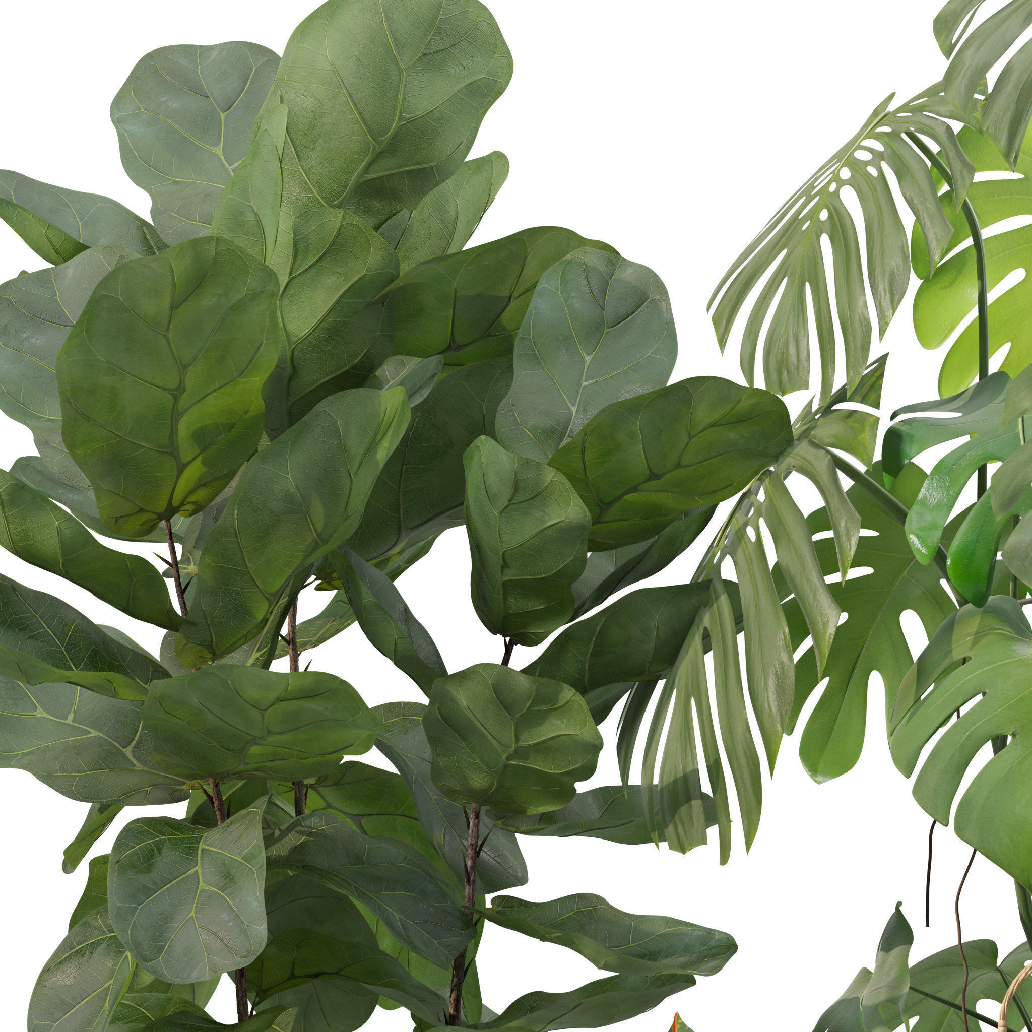 Plants collection 209 - monstera lyrata ficus strelitzia 3D model_7