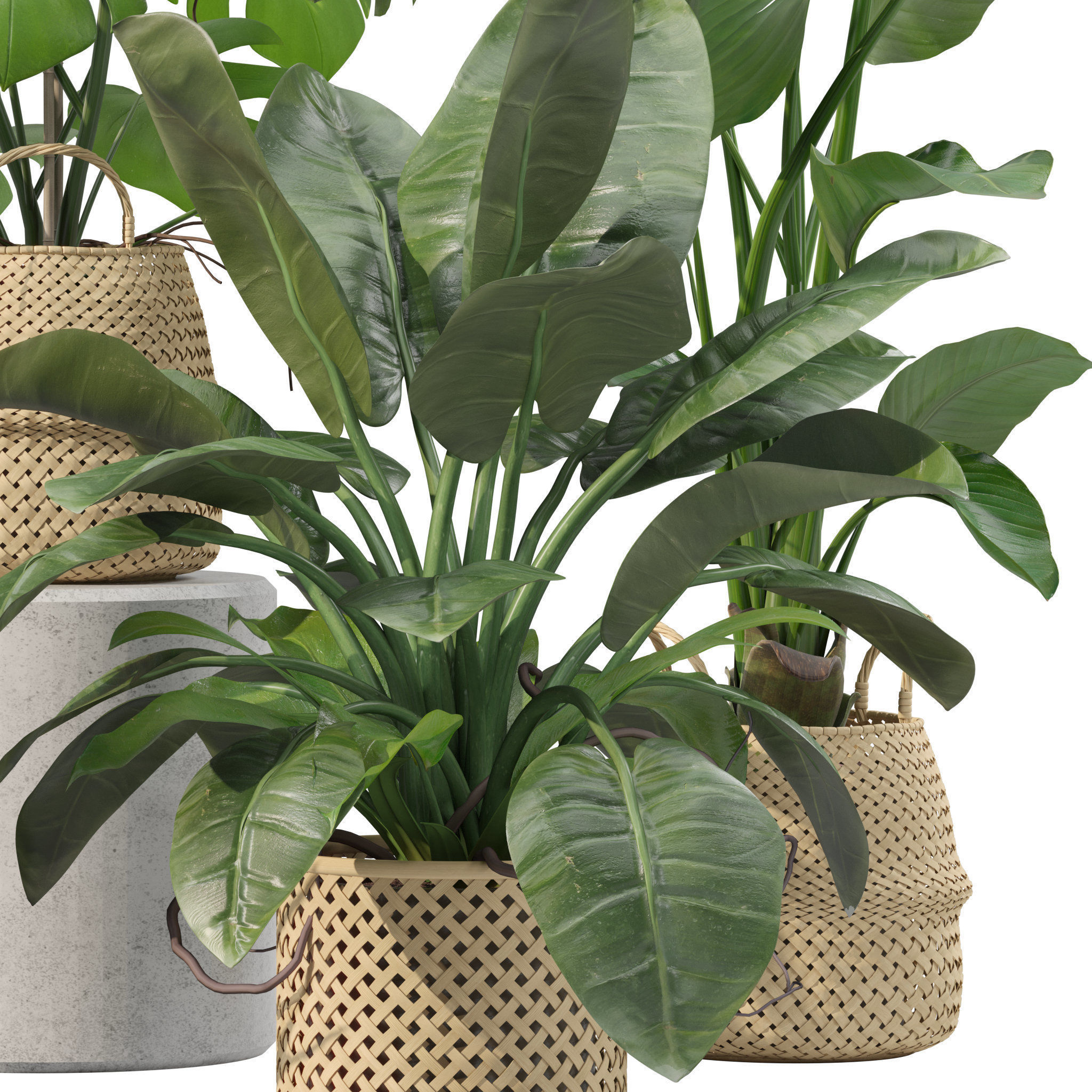 Plants collection 209 - monstera lyrata ficus strelitzia 3D model_11