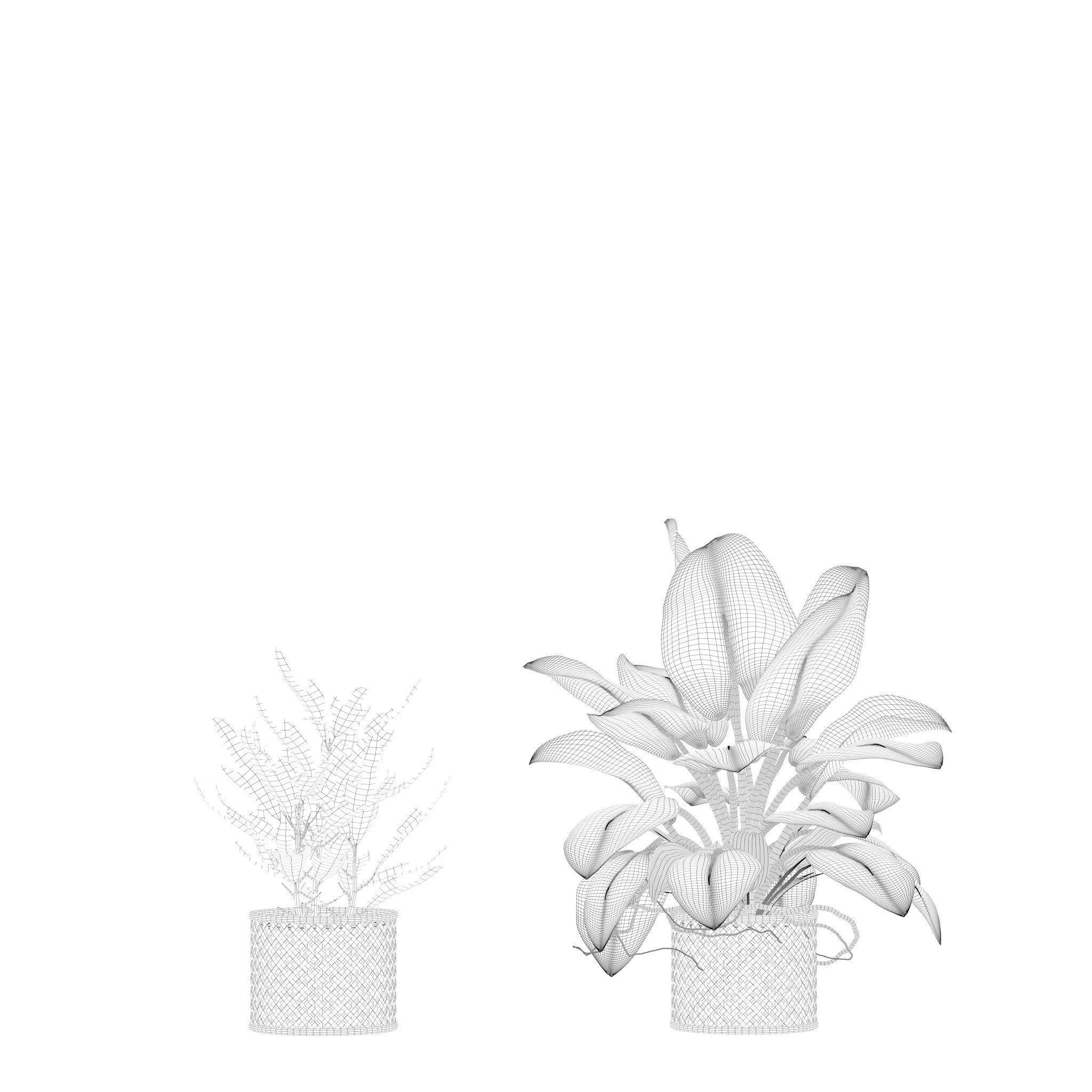 Plants collection 209 - monstera lyrata ficus strelitzia 3D model_17