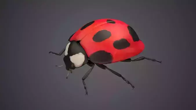 ladybug ladybird beetle bug insect coccinella insects bugs fly